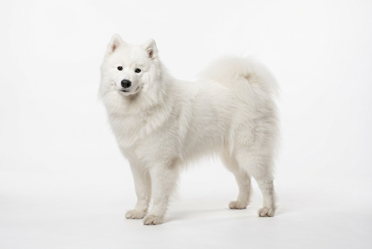 Samoyed