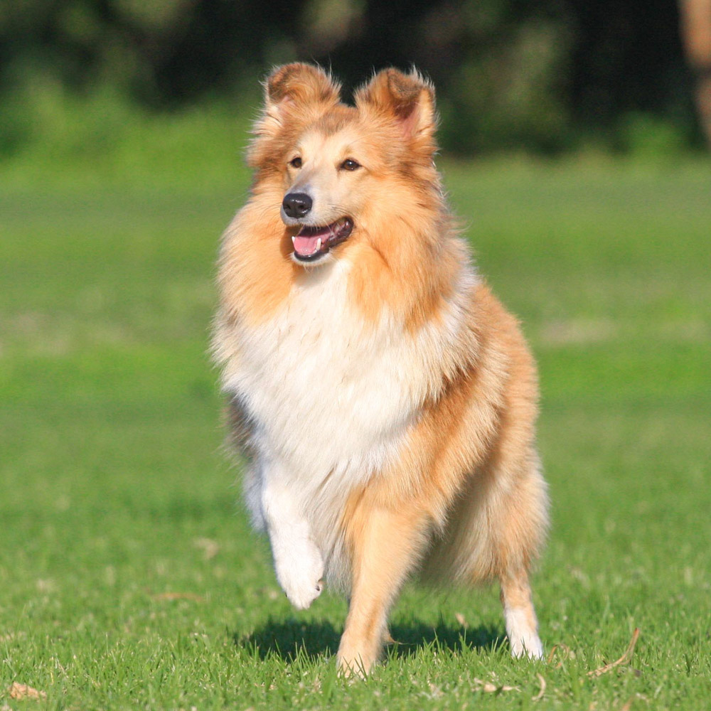 Shetland Sheepdog