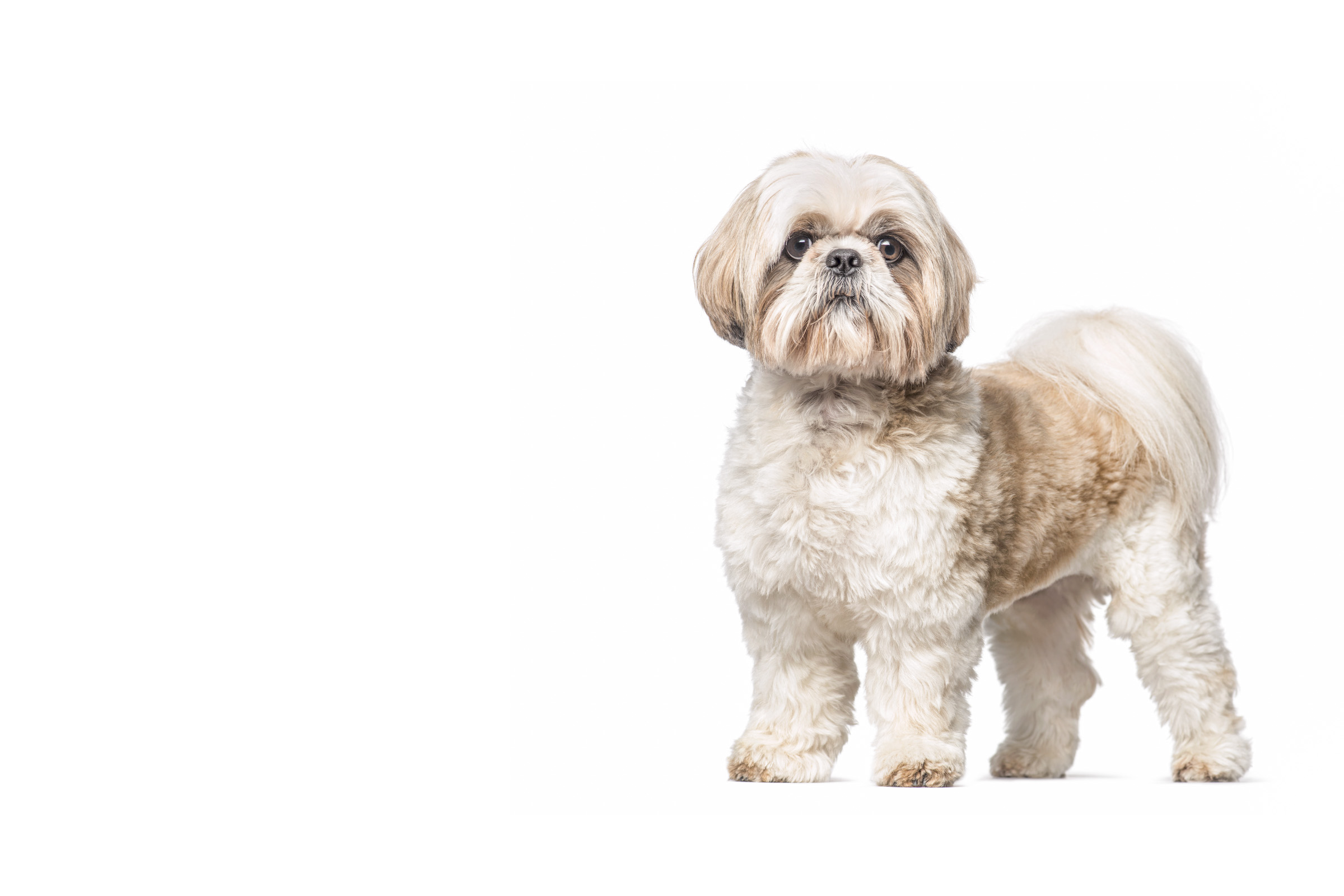 Shih Tzu
