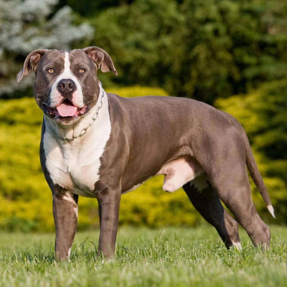 Bluey, a pet