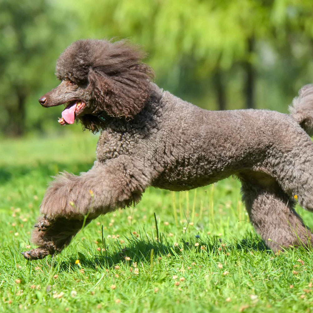 Ollie, a Standard Poodle