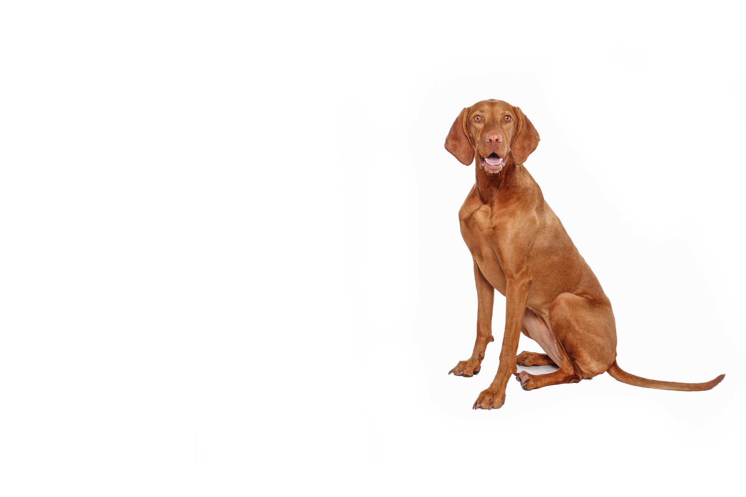 Vizsla