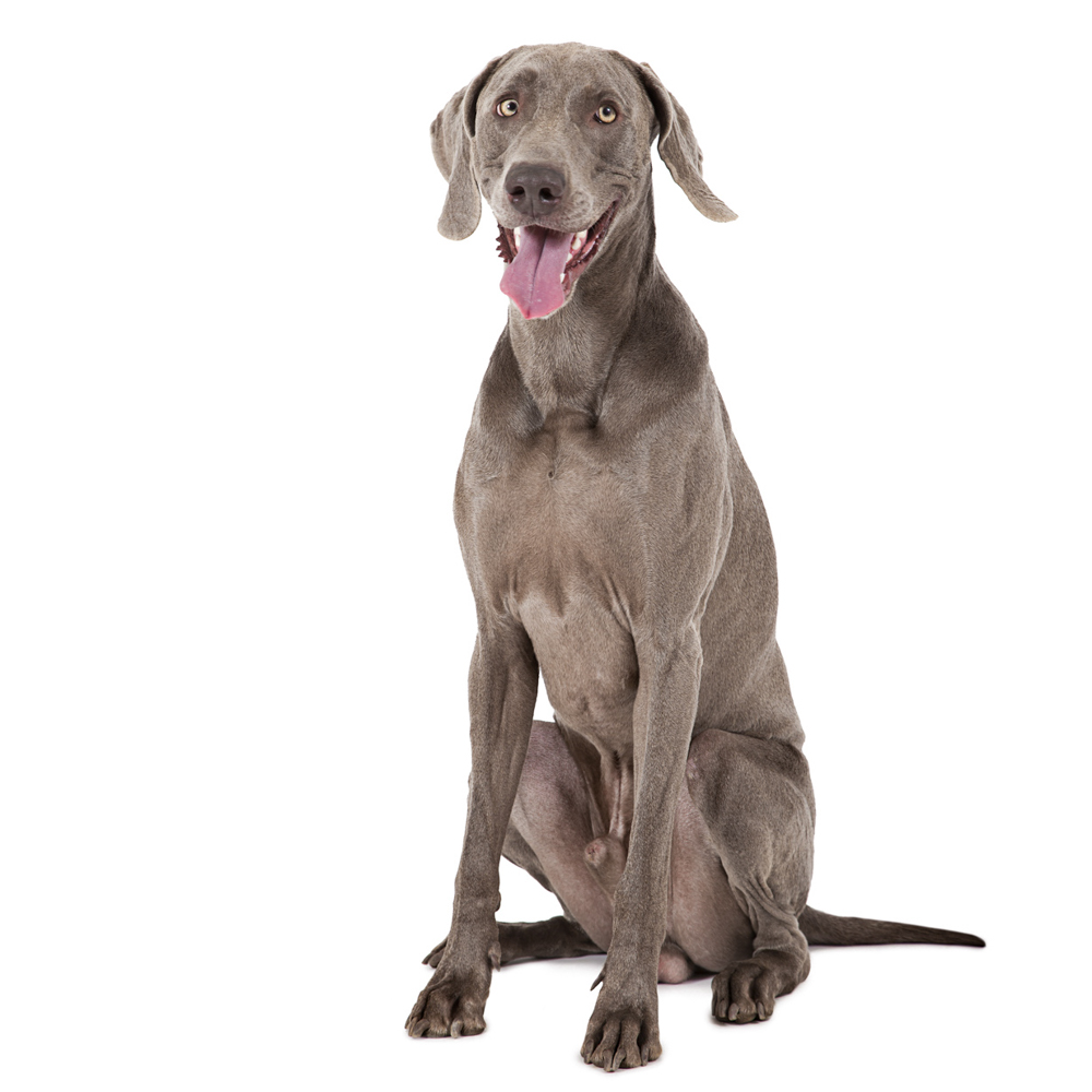 Weimaraner