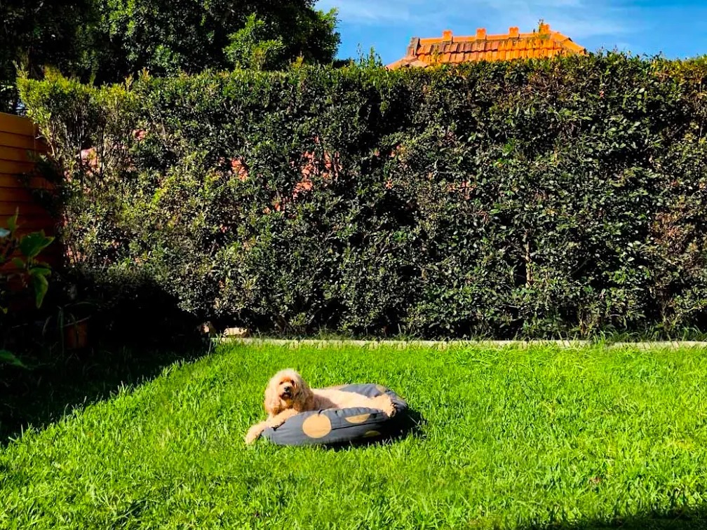 Hound Health Bondi - photo 2