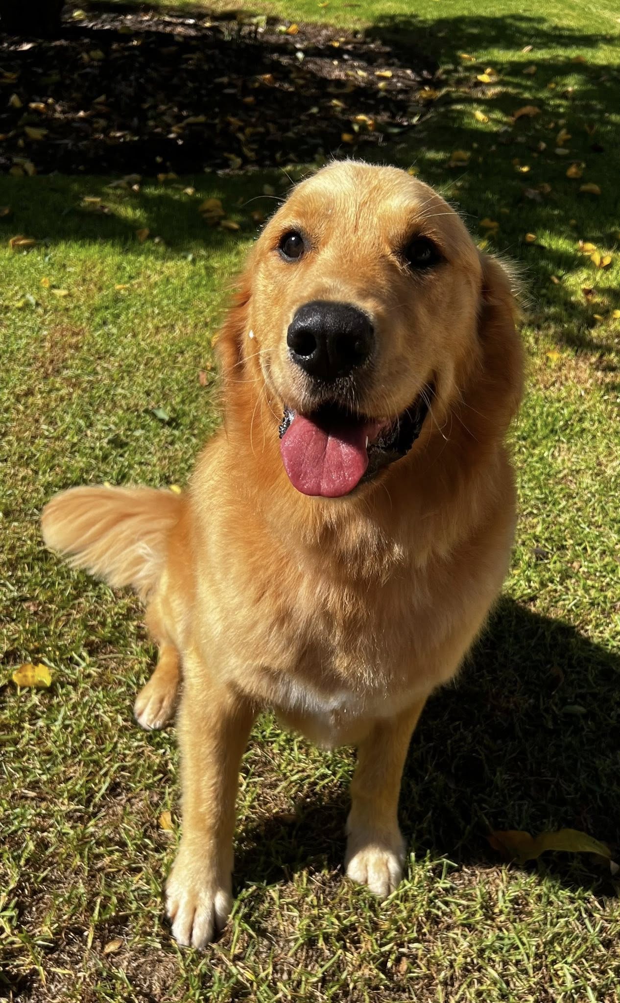 Total Paws - photo 3
