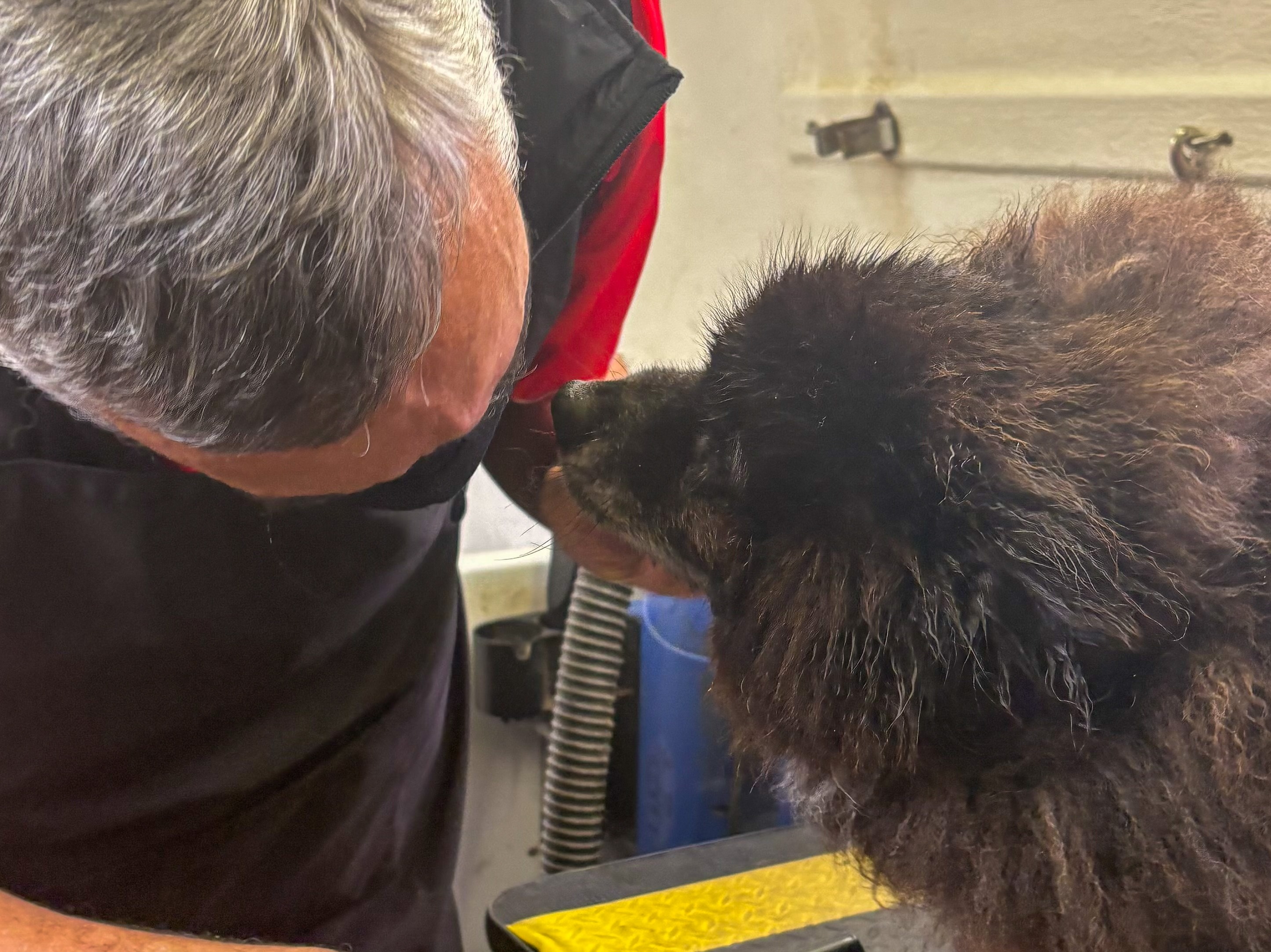 Jim’s Dog Wash Newport - photo 7