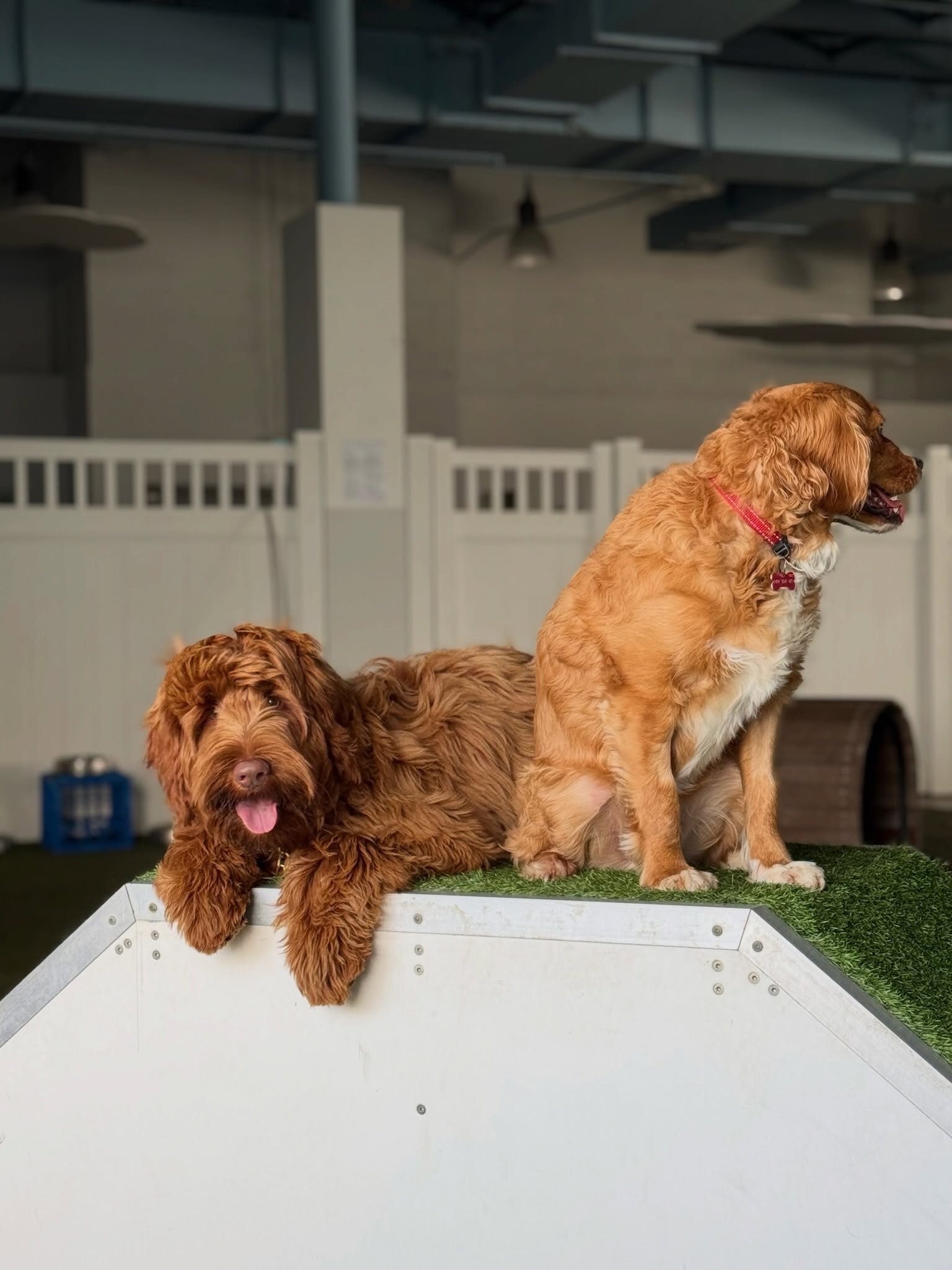 Woof & Wild - photo 2