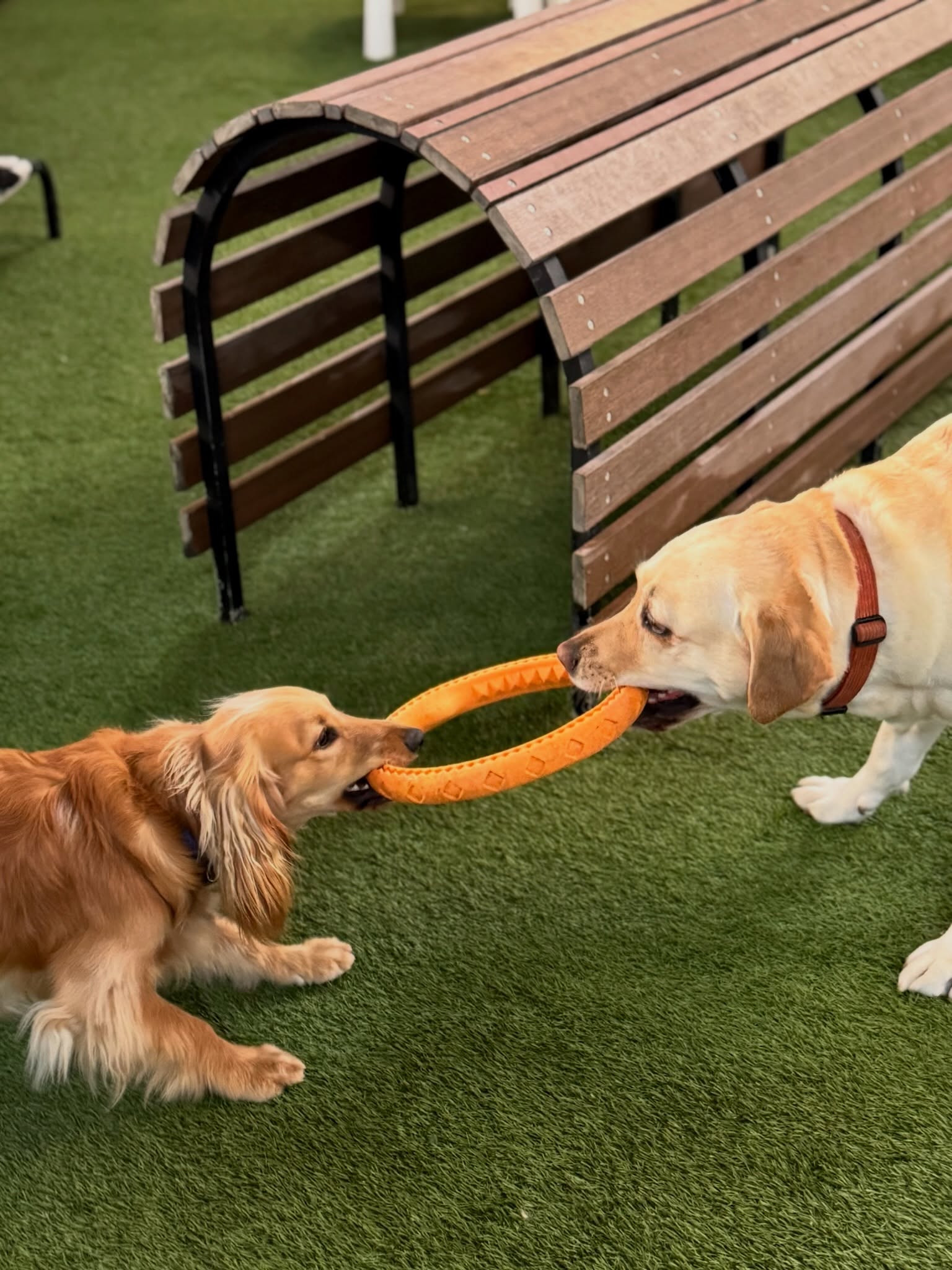 Woof & Wild - photo 6
