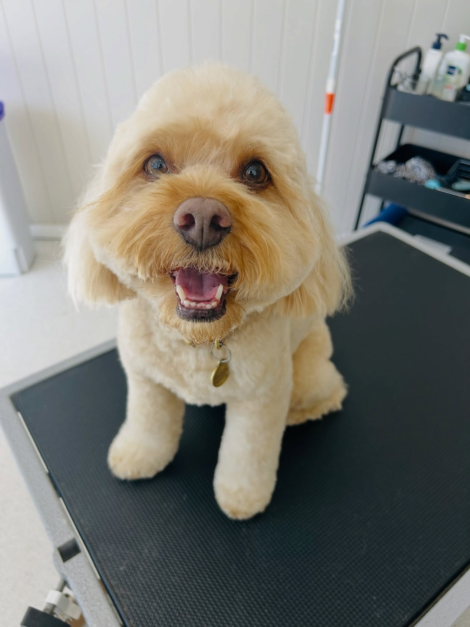 Woof & Wild - photo 3