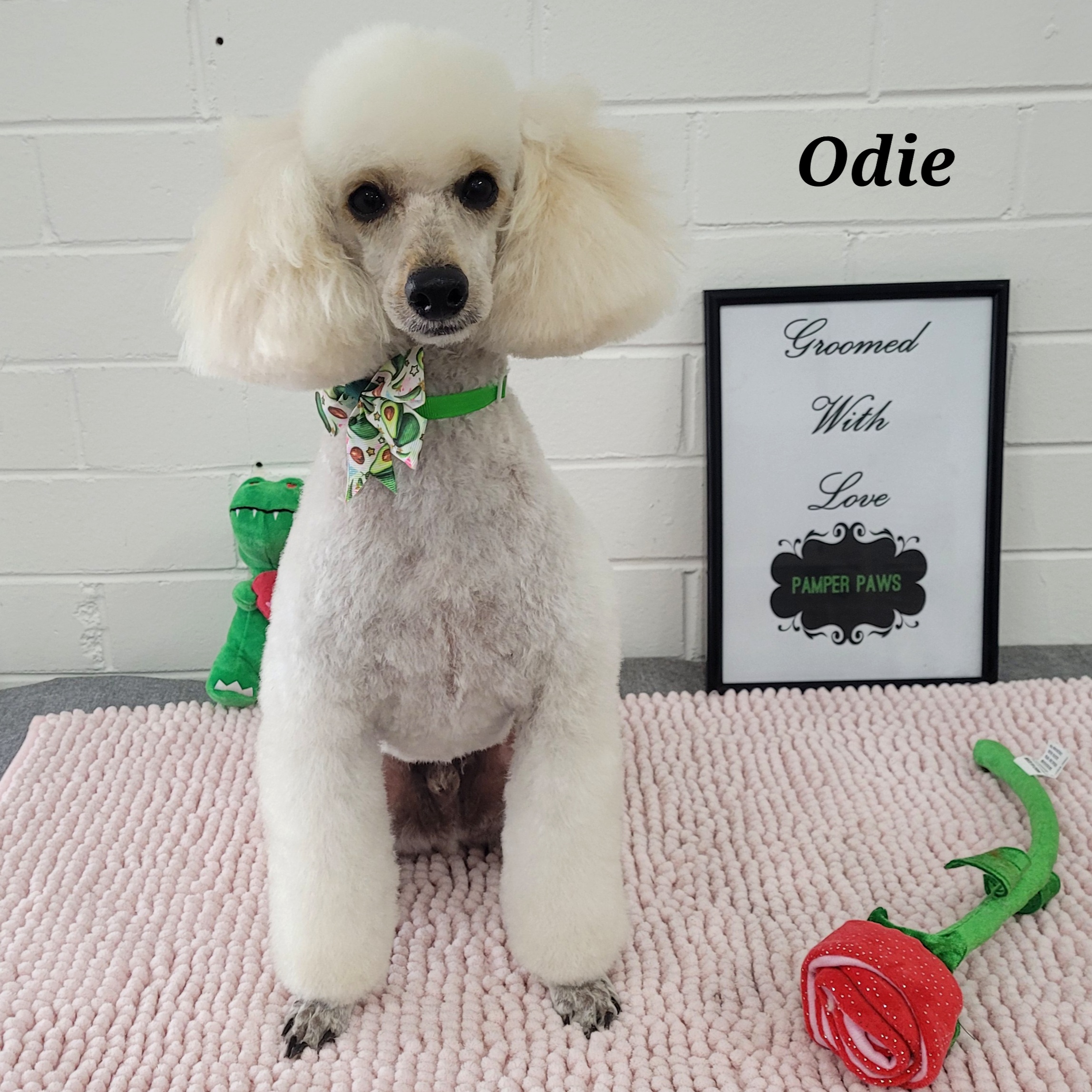 Pamper Paws - photo 2