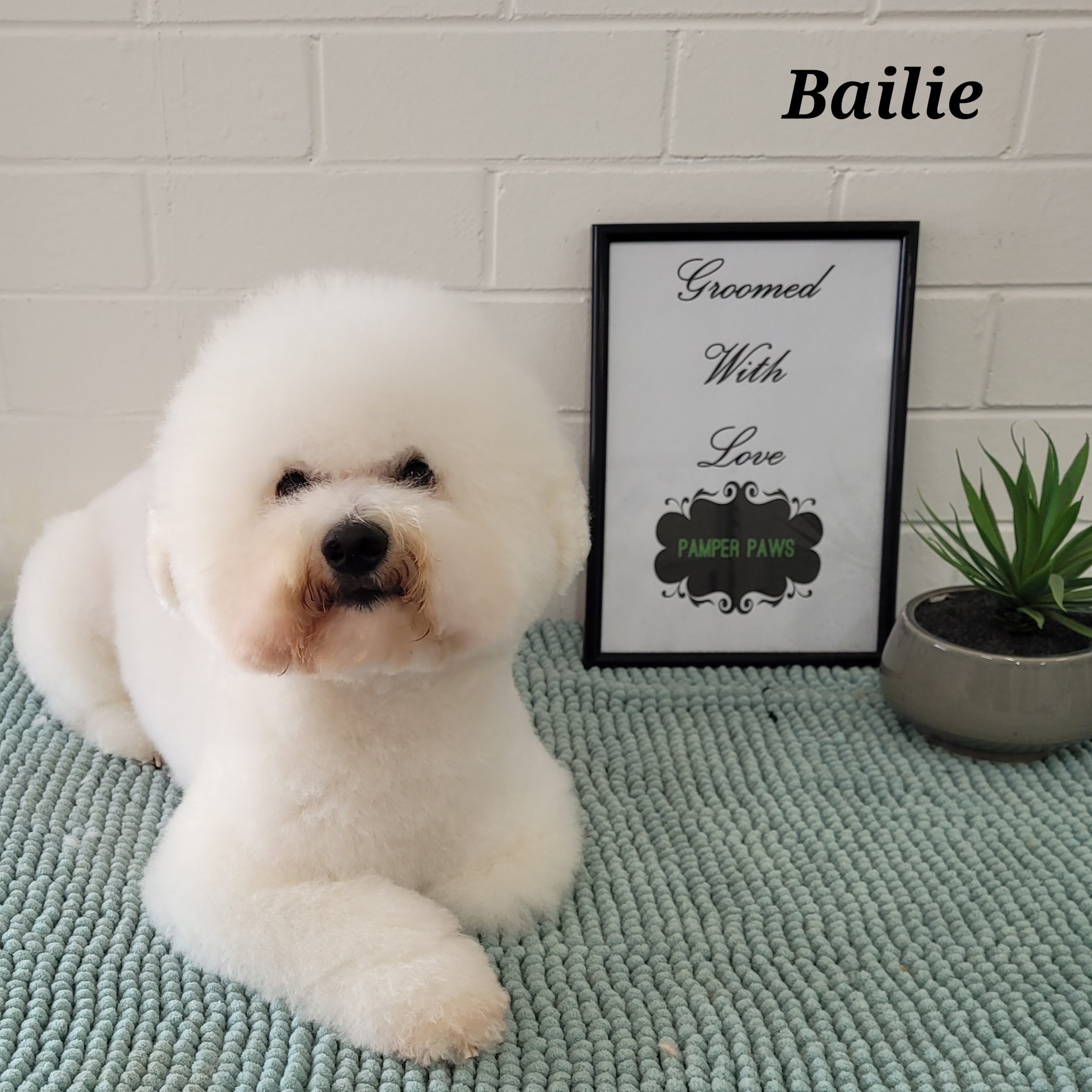 Pamper Paws - photo 1