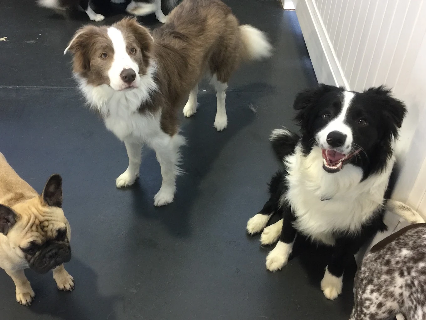 Jandakot - K9 Playtime Doggy Daycare/Dog Grooming - photo 1