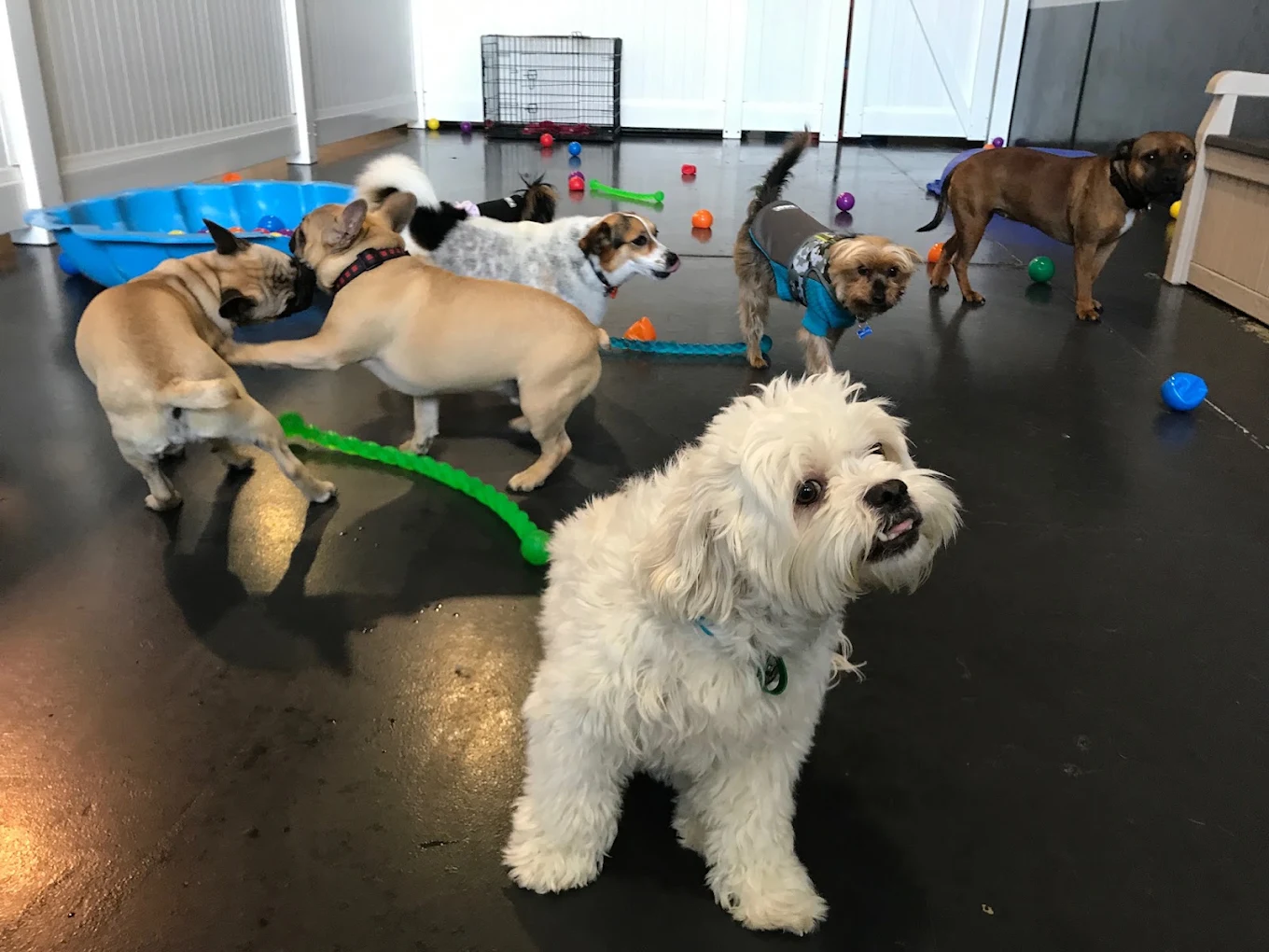 Jandakot - K9 Playtime Doggy Daycare/Dog Grooming - photo 2