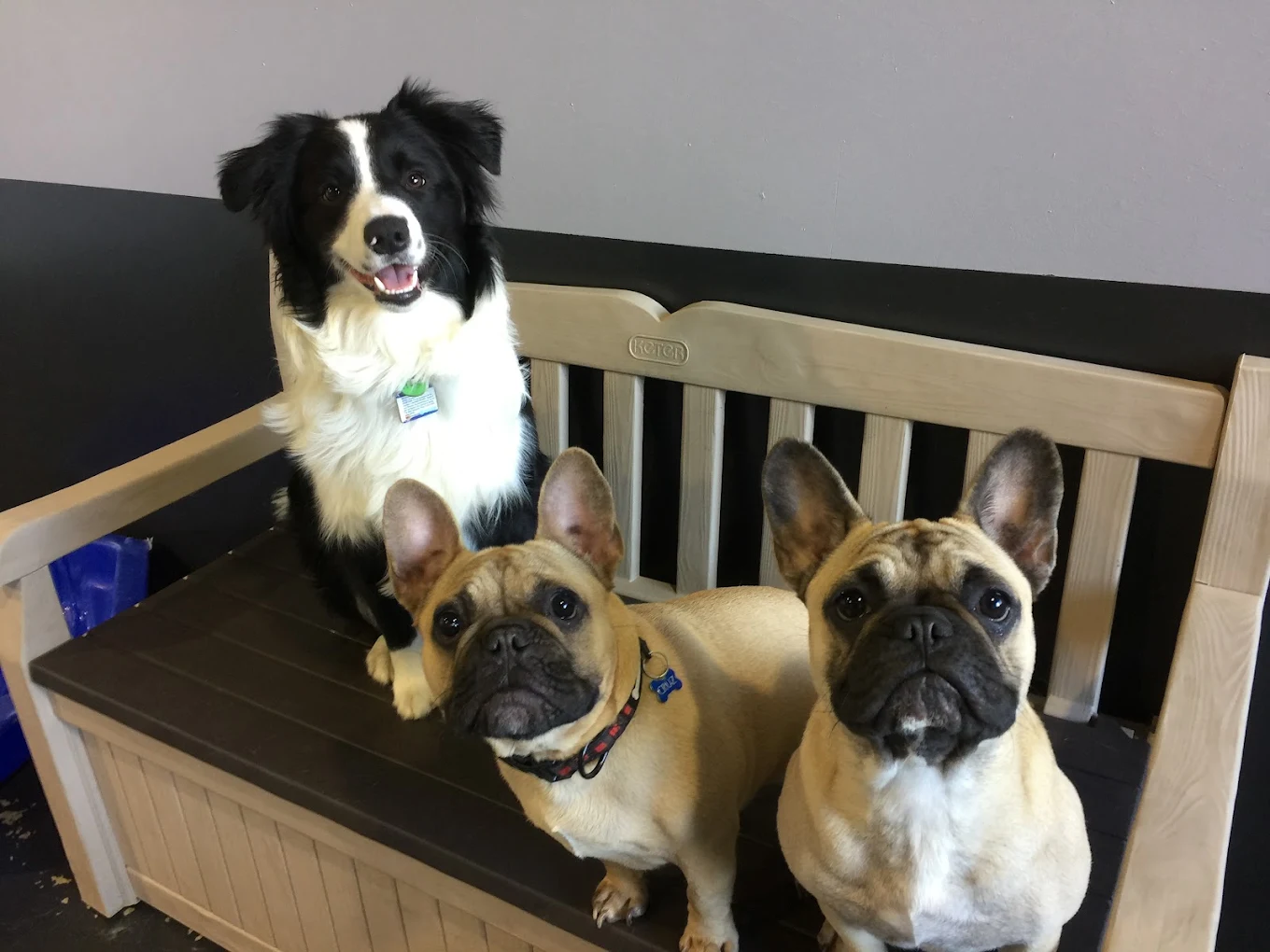 Jandakot - K9 Playtime Doggy Daycare/Dog Grooming - photo 3
