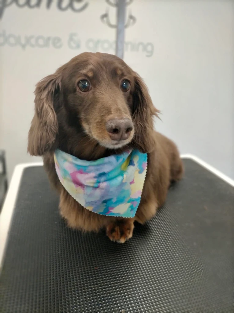 Jandakot - K9 Playtime Doggy Daycare/Dog Grooming - photo 4