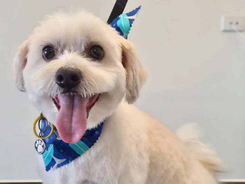 Jandakot - K9 Playtime Doggy Daycare/Dog Grooming - photo 5