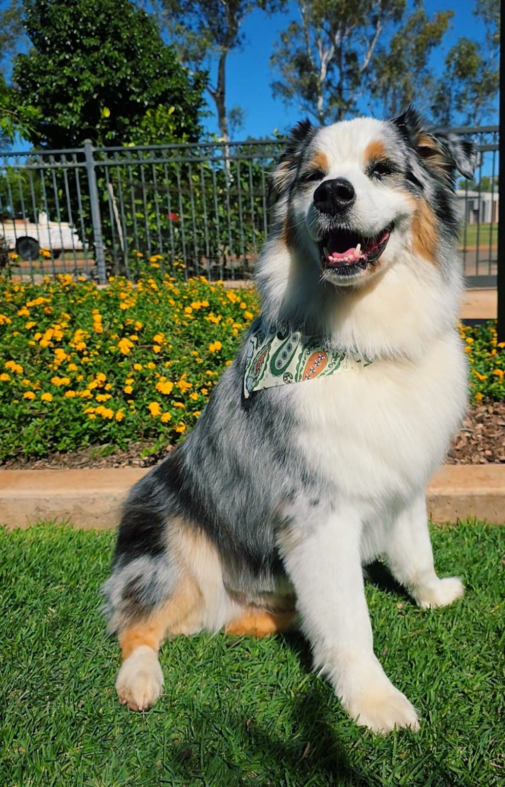 Salty Paws Dog Grooming - Port Hedland - photo 1