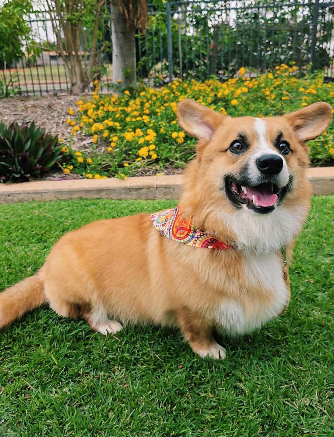 Salty Paws Dog Grooming - Port Hedland - photo 2
