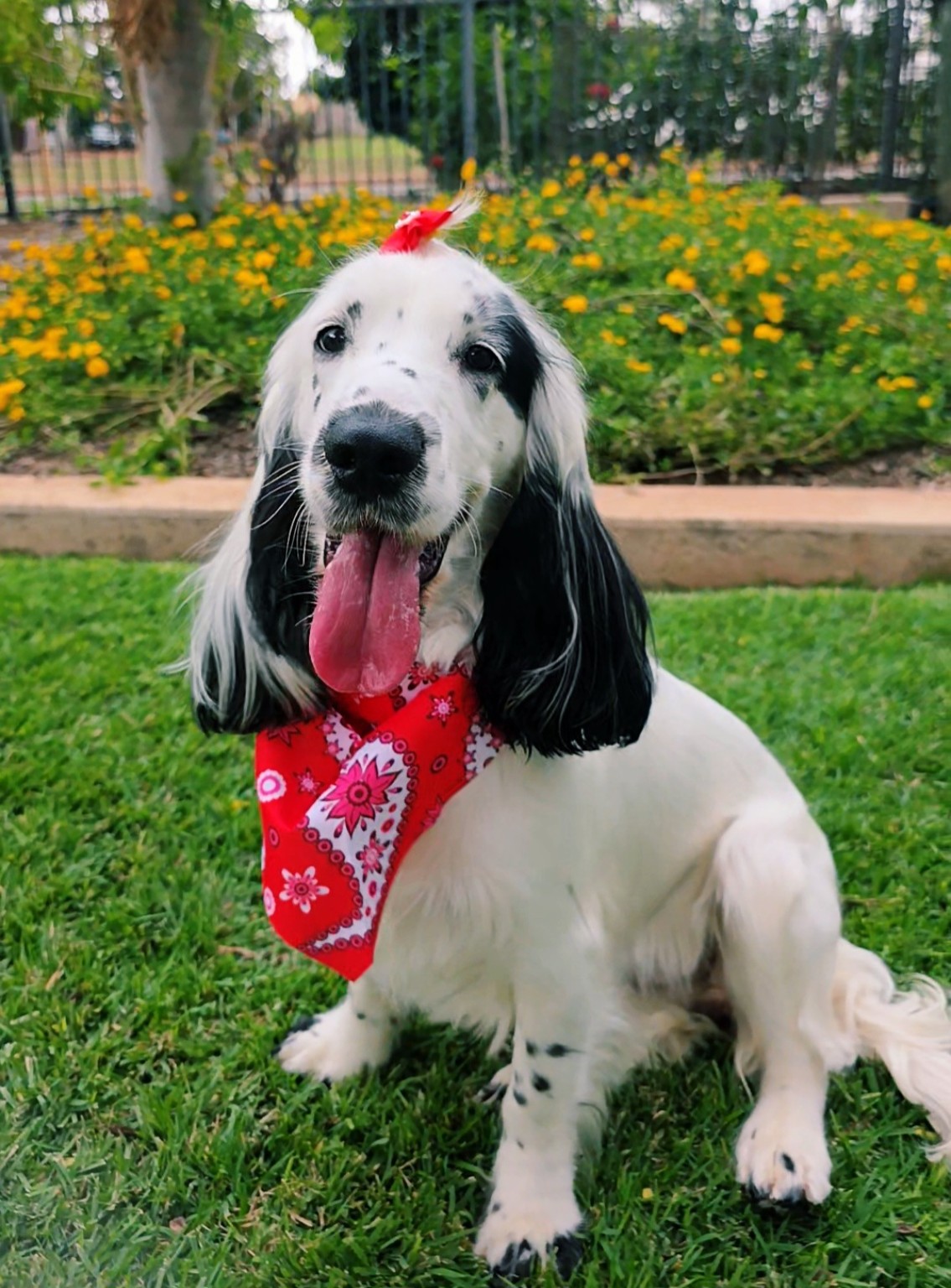 Salty Paws Dog Grooming - Port Hedland - photo 3