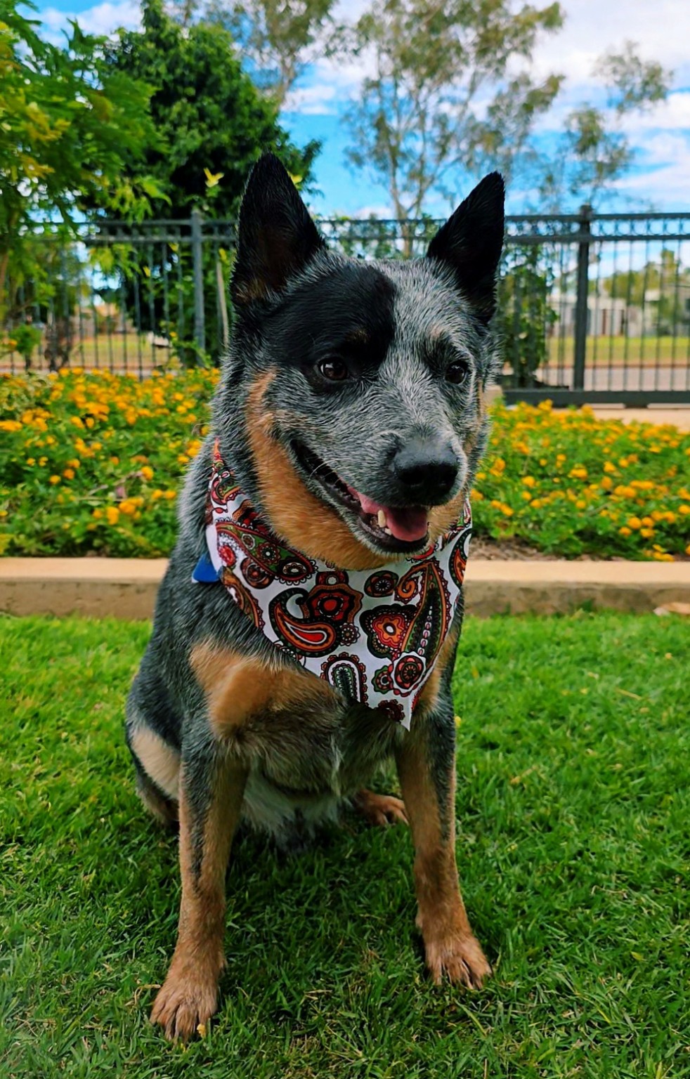 Salty Paws Dog Grooming - Port Hedland - photo 5
