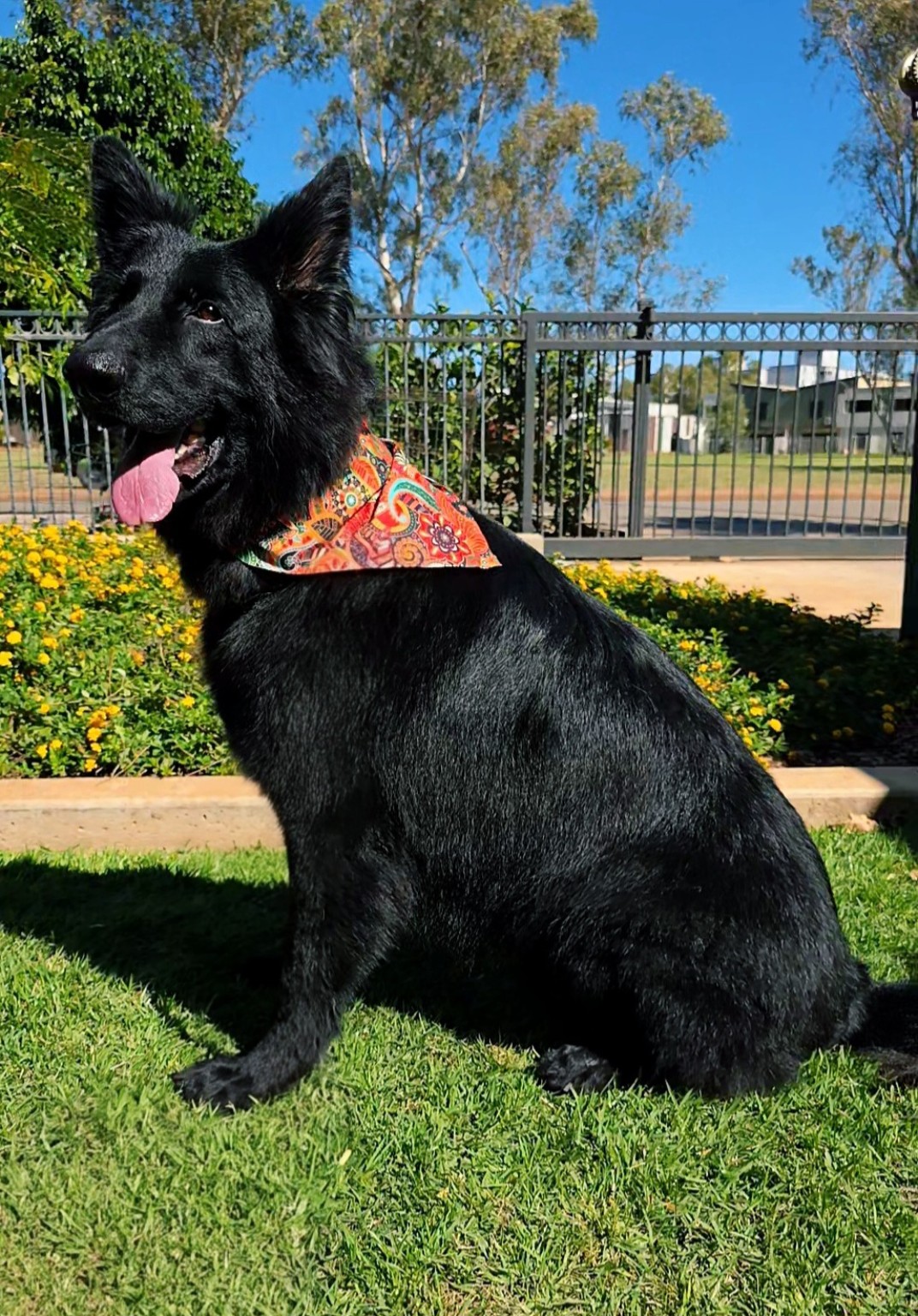 Salty Paws Dog Grooming - Port Hedland - photo 6