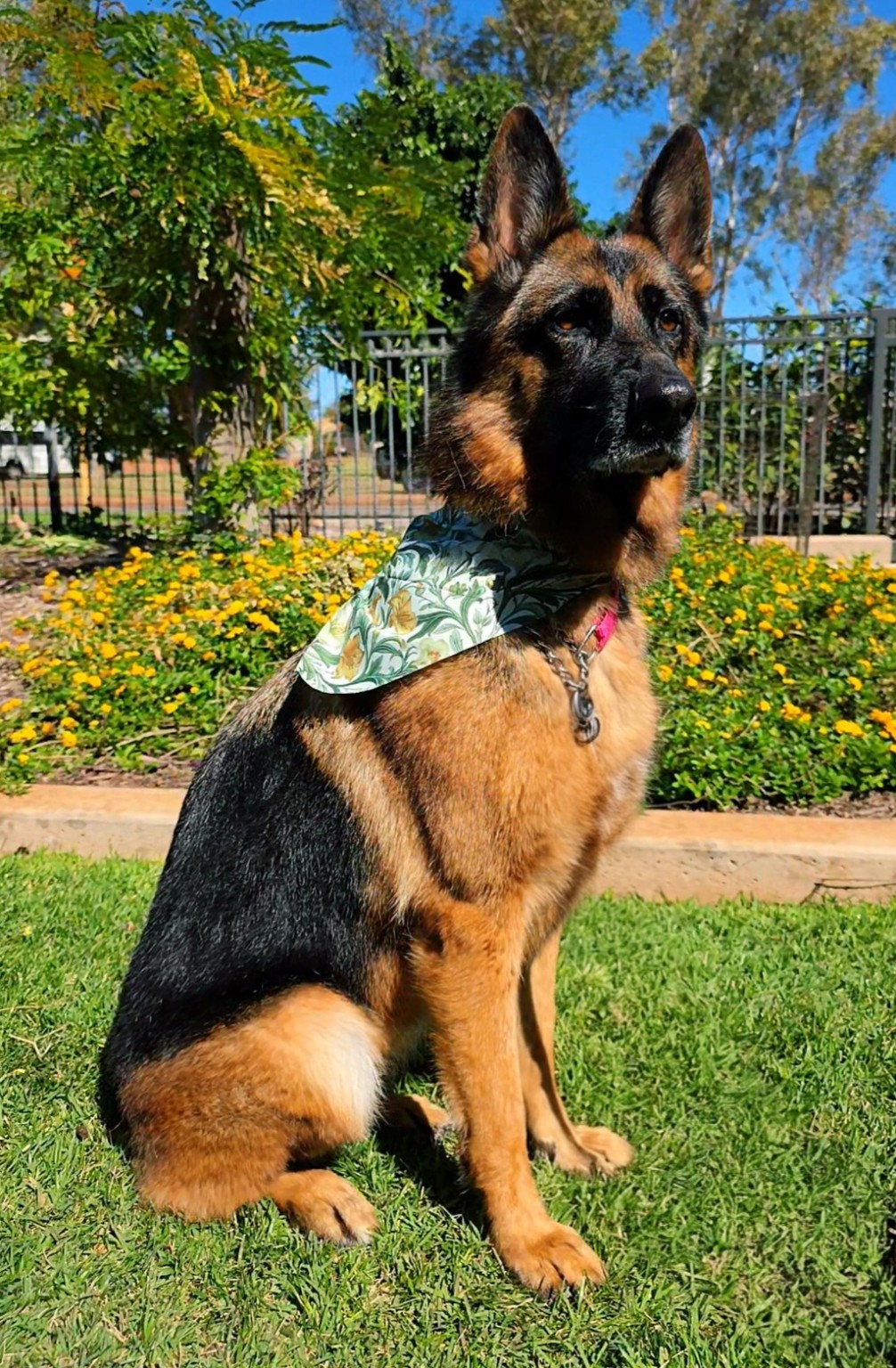 Salty Paws Dog Grooming - Port Hedland - photo 7