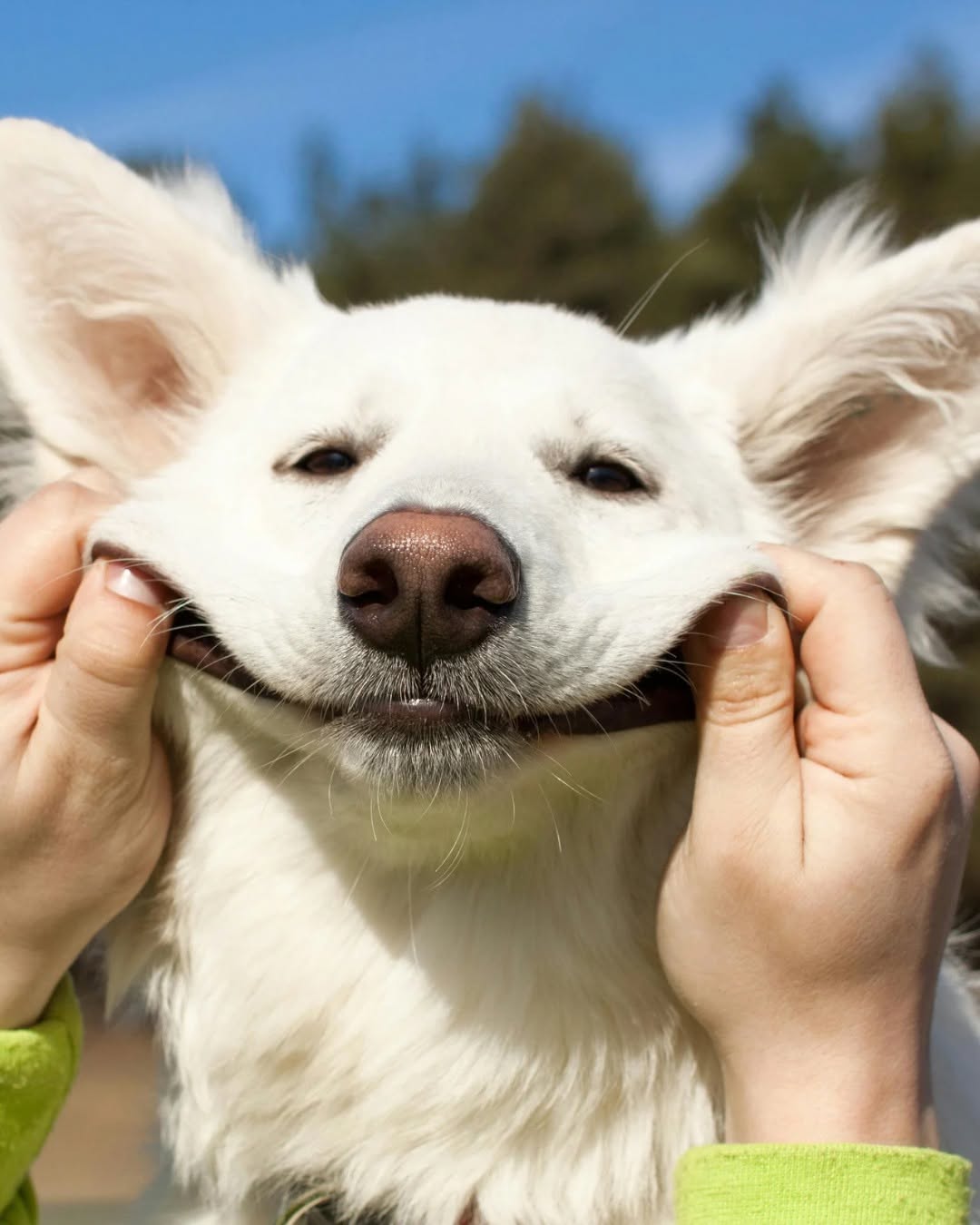 Toof Petcare - professional pet services