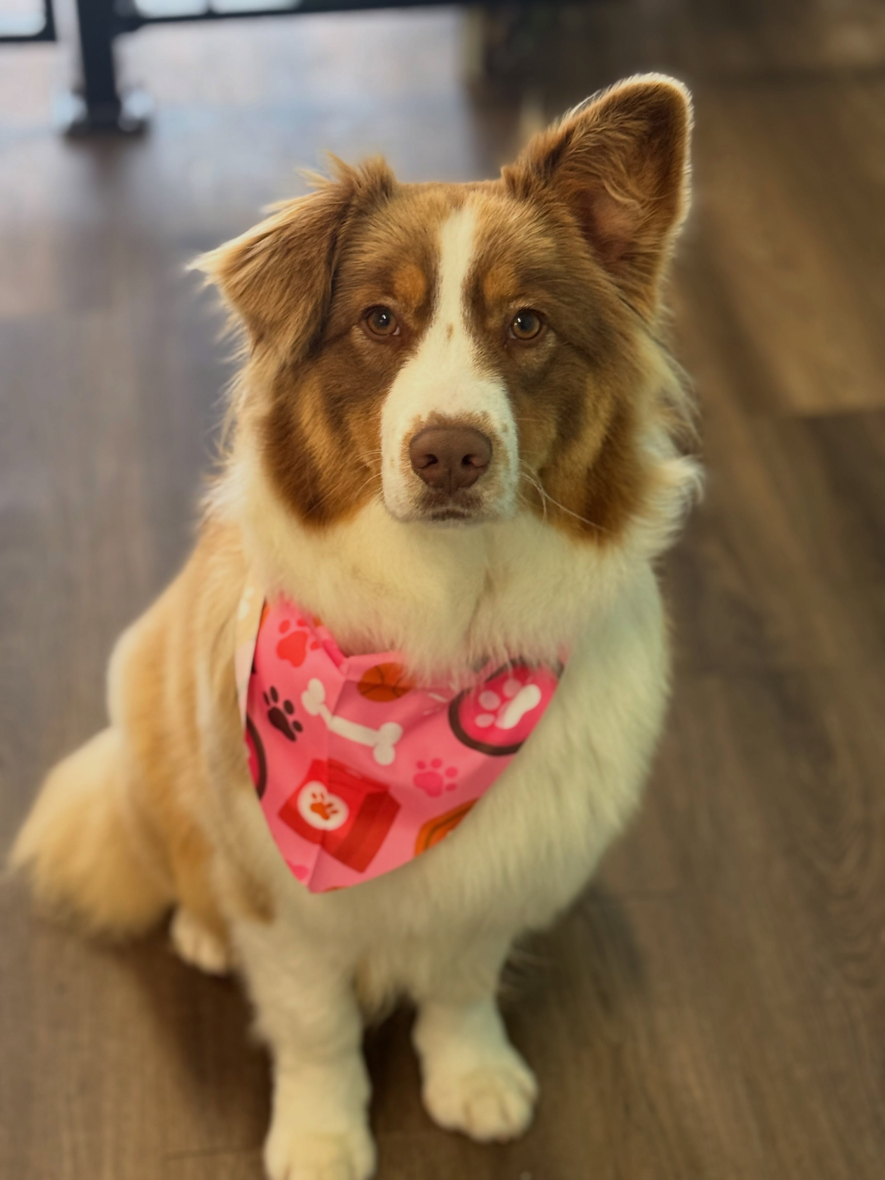 The Grooming Edge - professional pet services