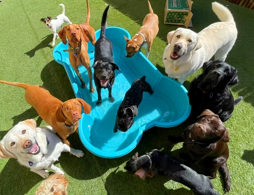 Barks and Recreation - professional pet services