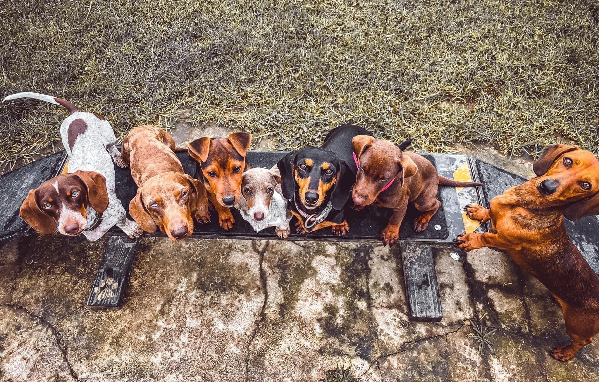 Coastal Canine Connection - professional pet services