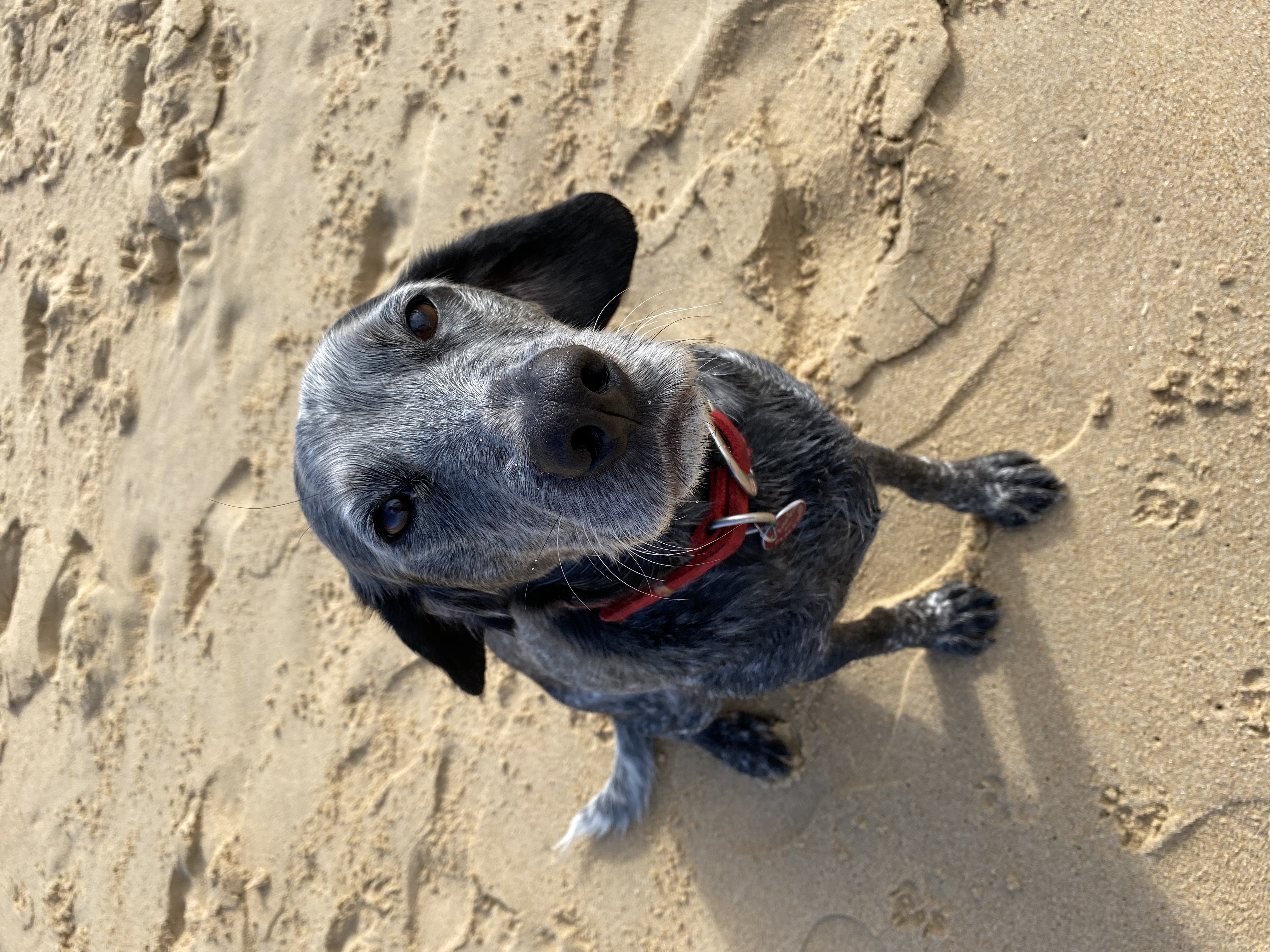 Pawsome Dog Wash And Grooming - professional pet services