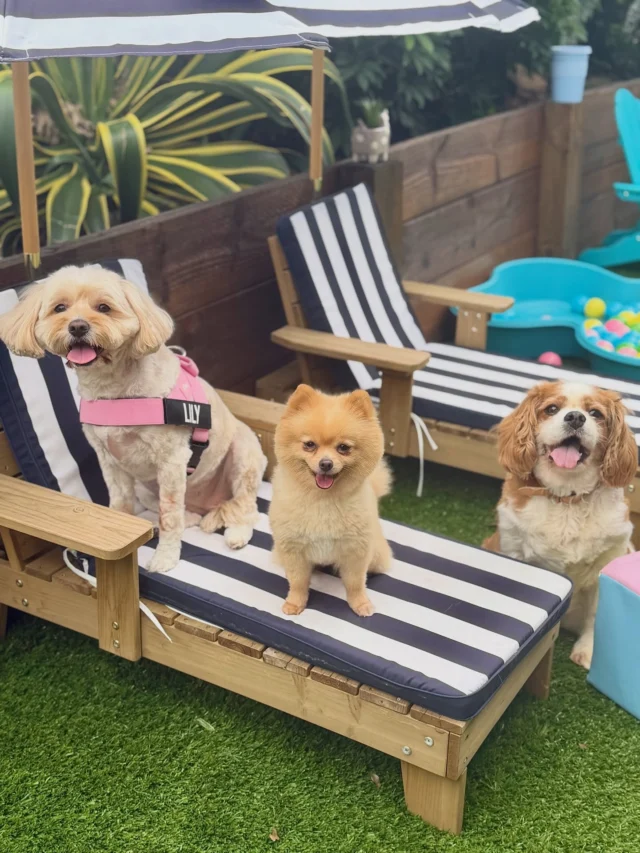 Pet Paradise Sydney - professional pet services