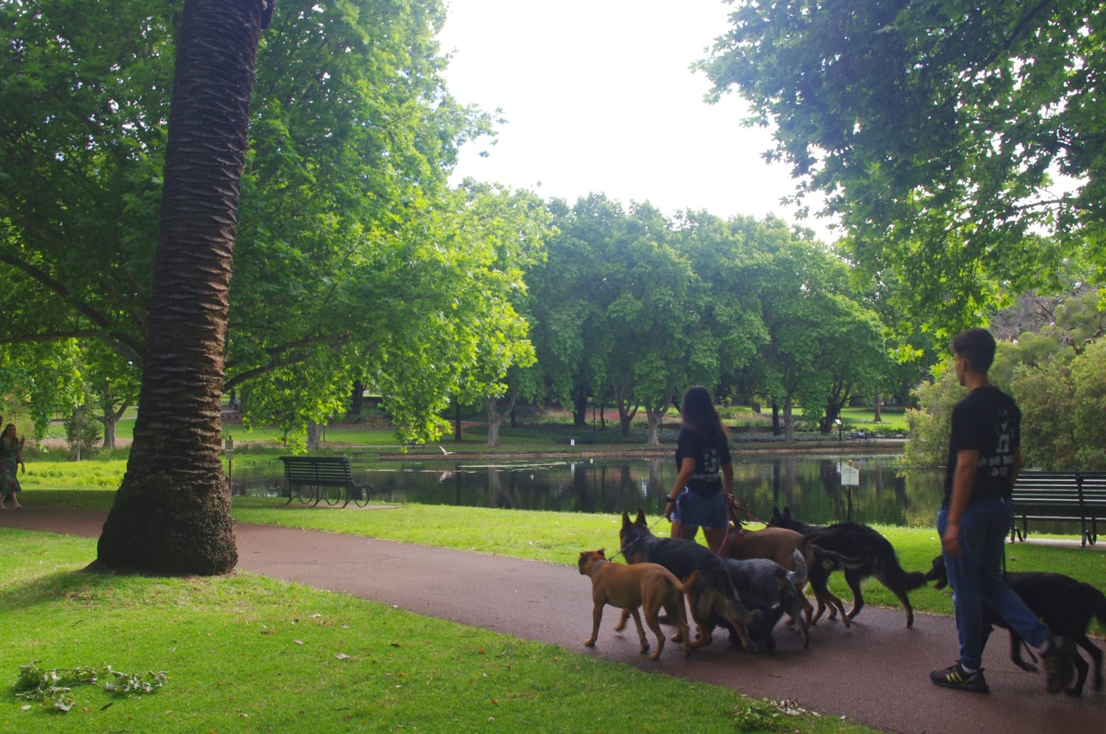 Mutt Magic Training Perth - professional pet services