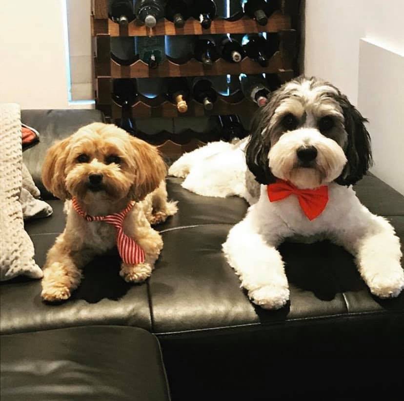 Shaggy Babies - professional pet services