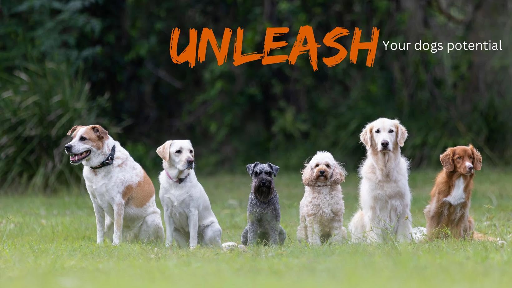 Unleashed Dog Training - professional pet services