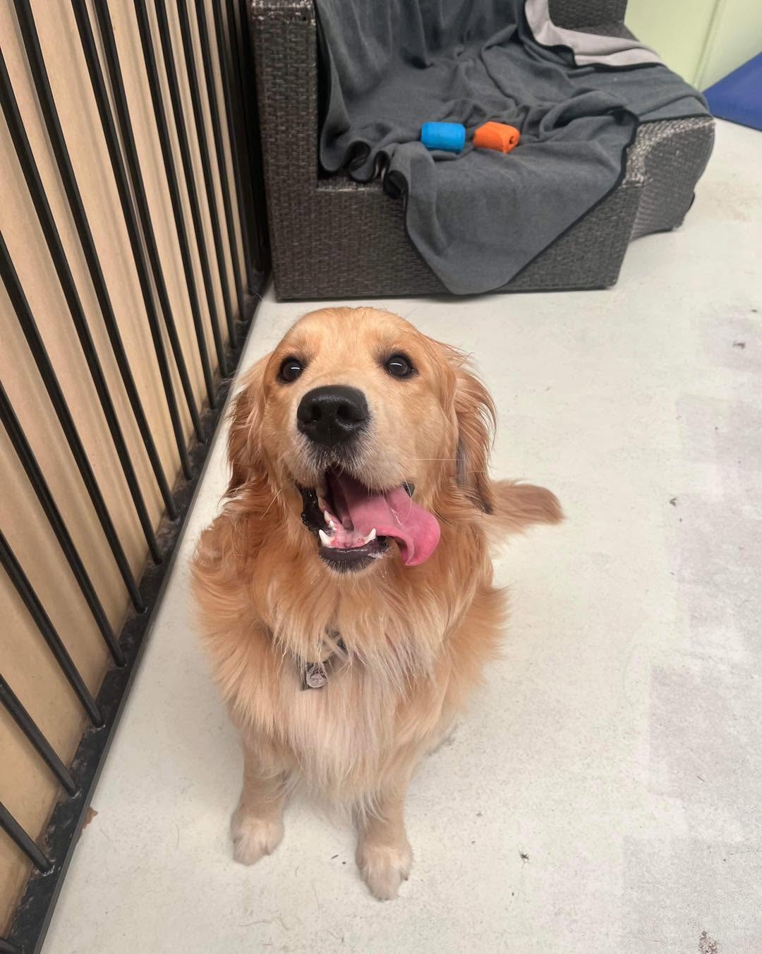 Fresh Fur Dog Daycare & Grooming - professional pet services