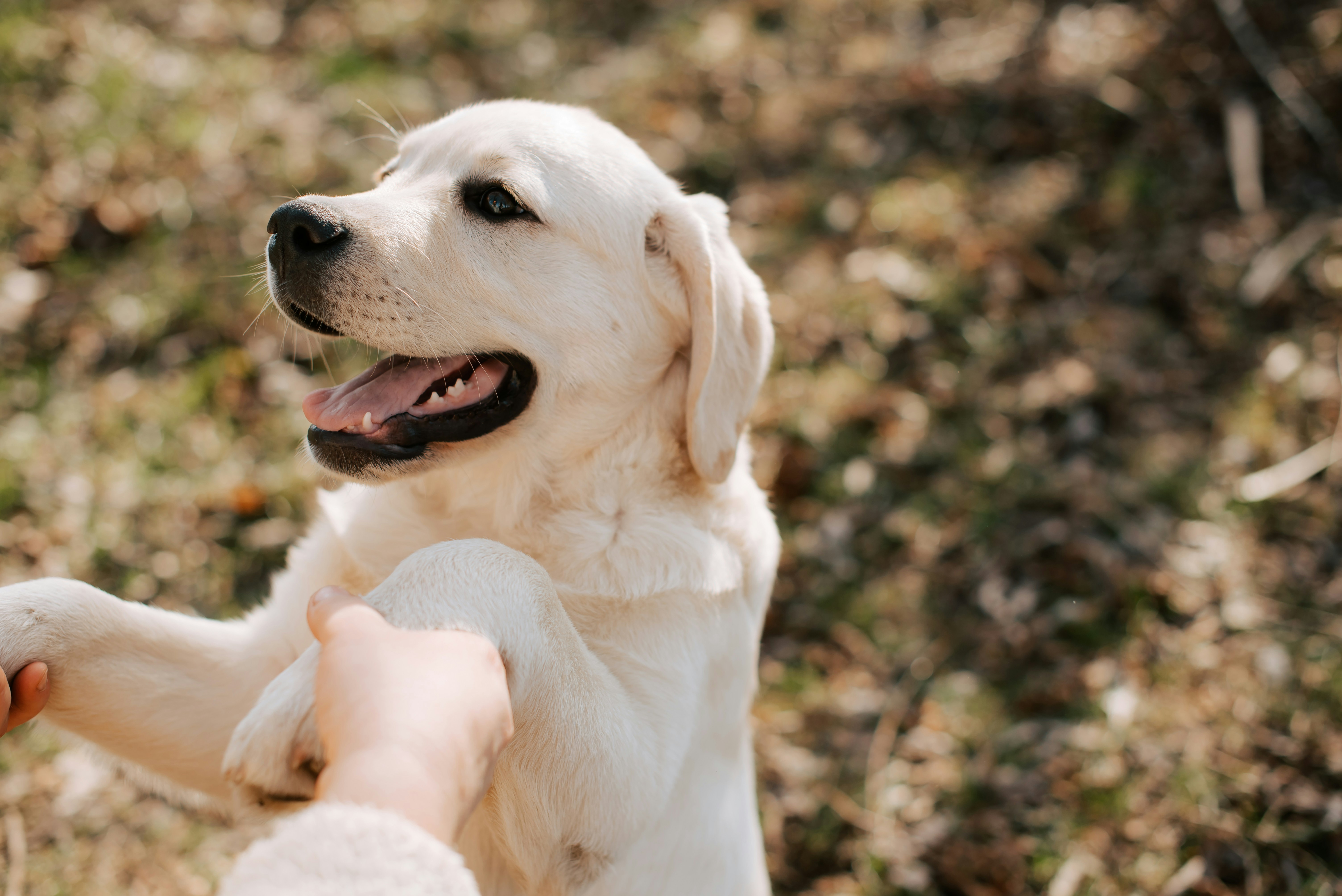 Temple of the Dogs - professional pet services