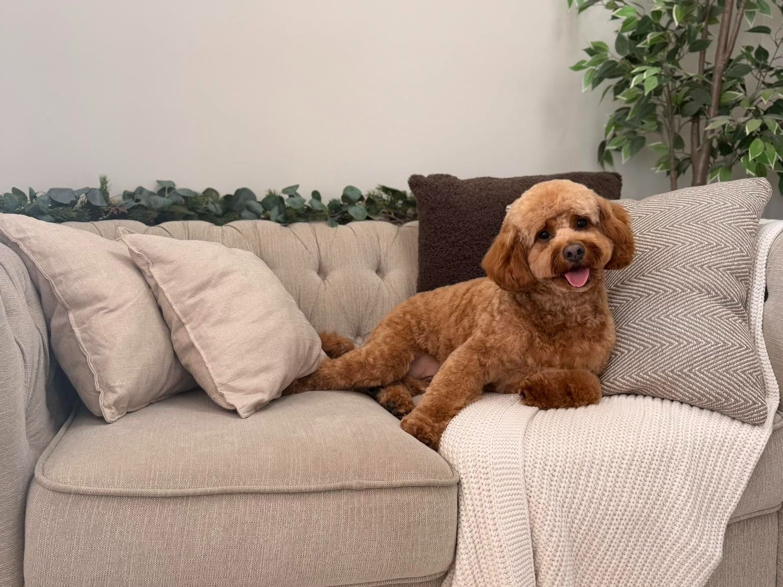 Golden Waves Dog Grooming - professional pet services
