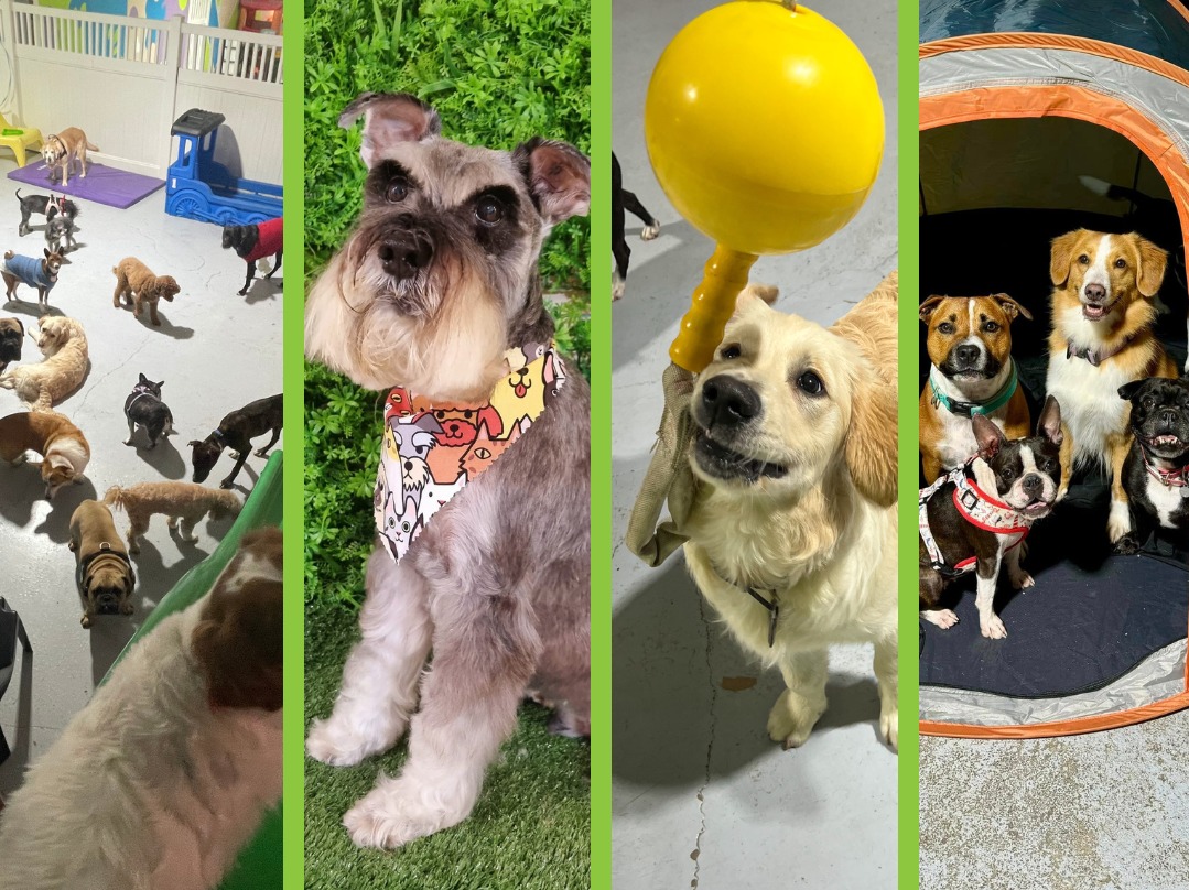 Paws & Relax - professional pet services