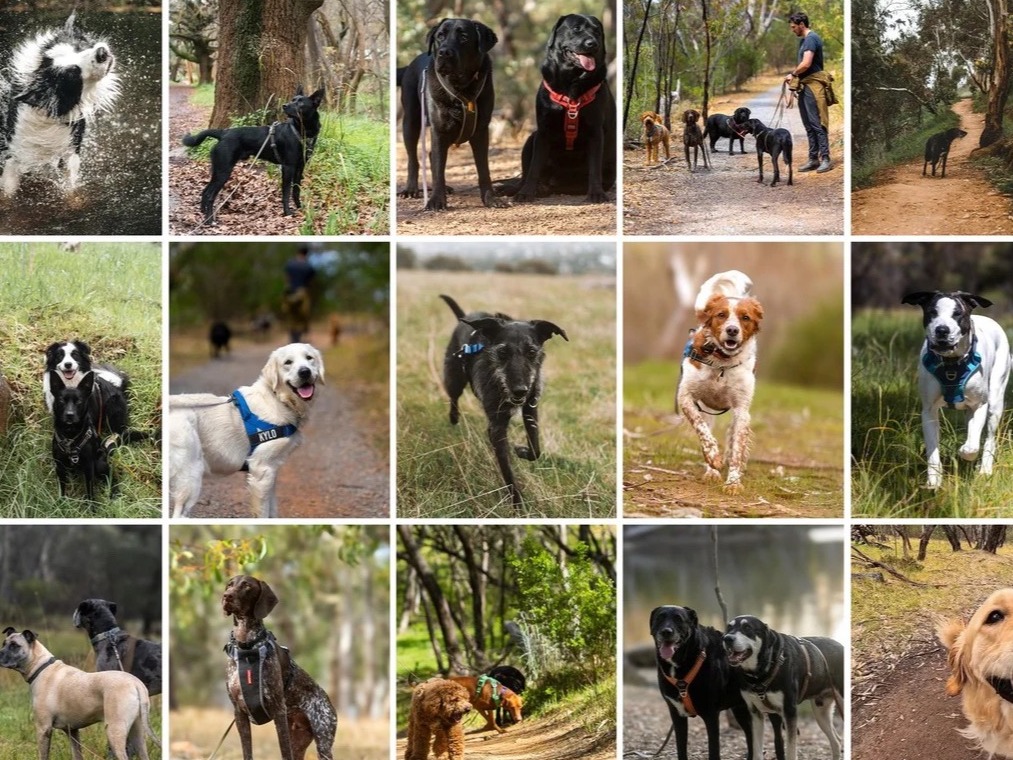 Puppy Matters Co - professional pet services