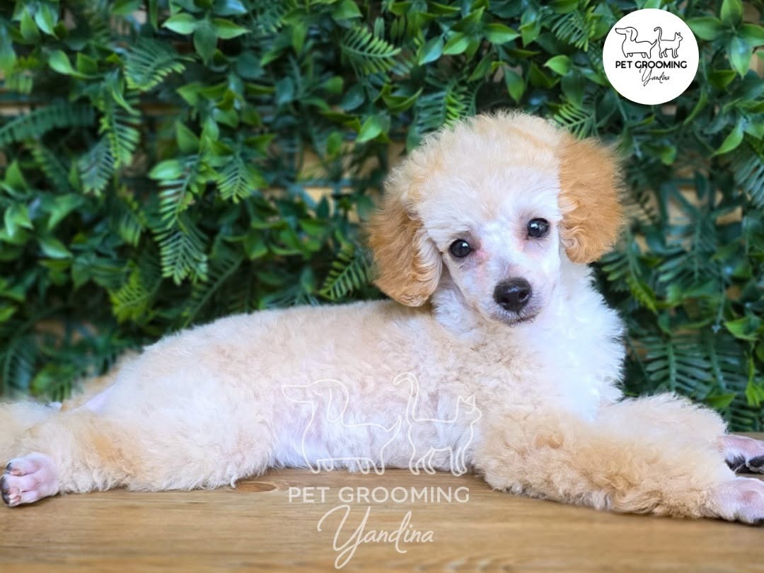 Pet Grooming Yandina - professional pet services