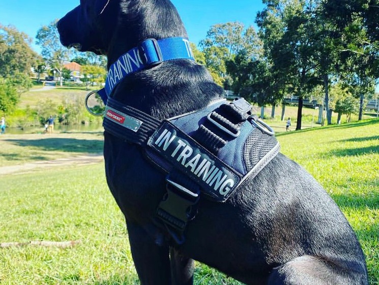 Tricky Dog Training - professional pet services