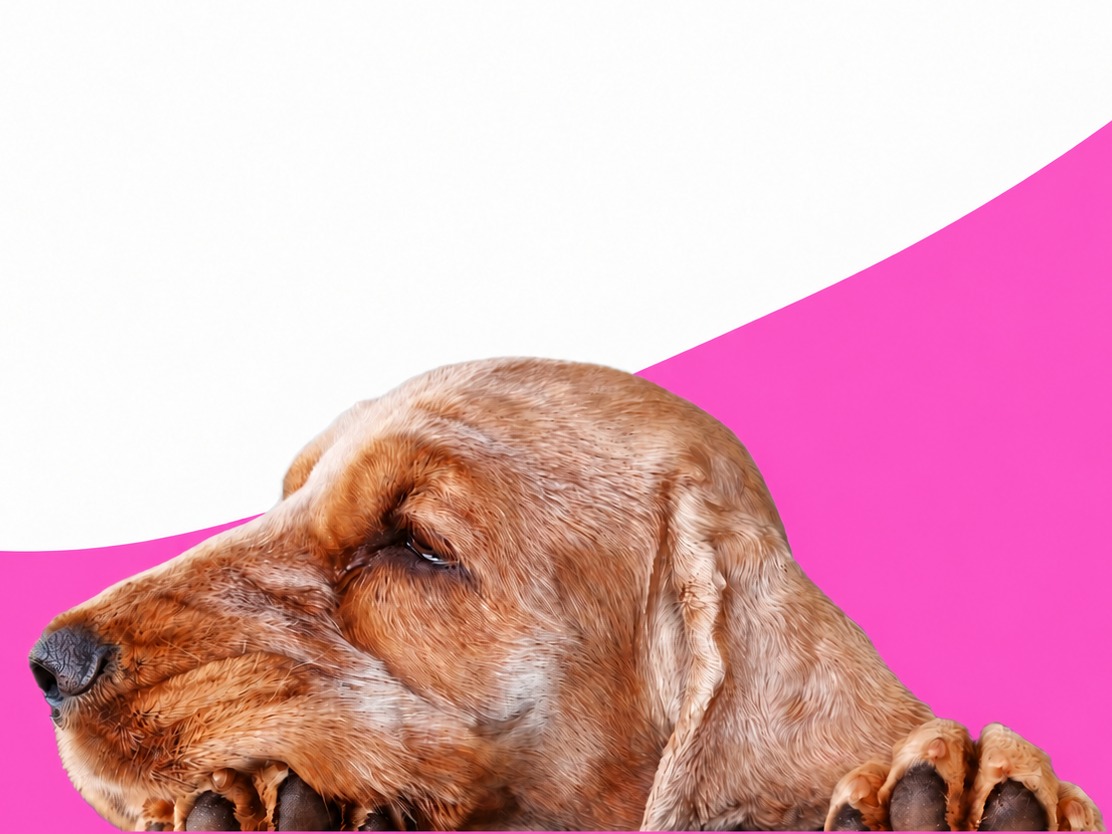 Salty Paws Dog Grooming - Port Hedland - professional pet services