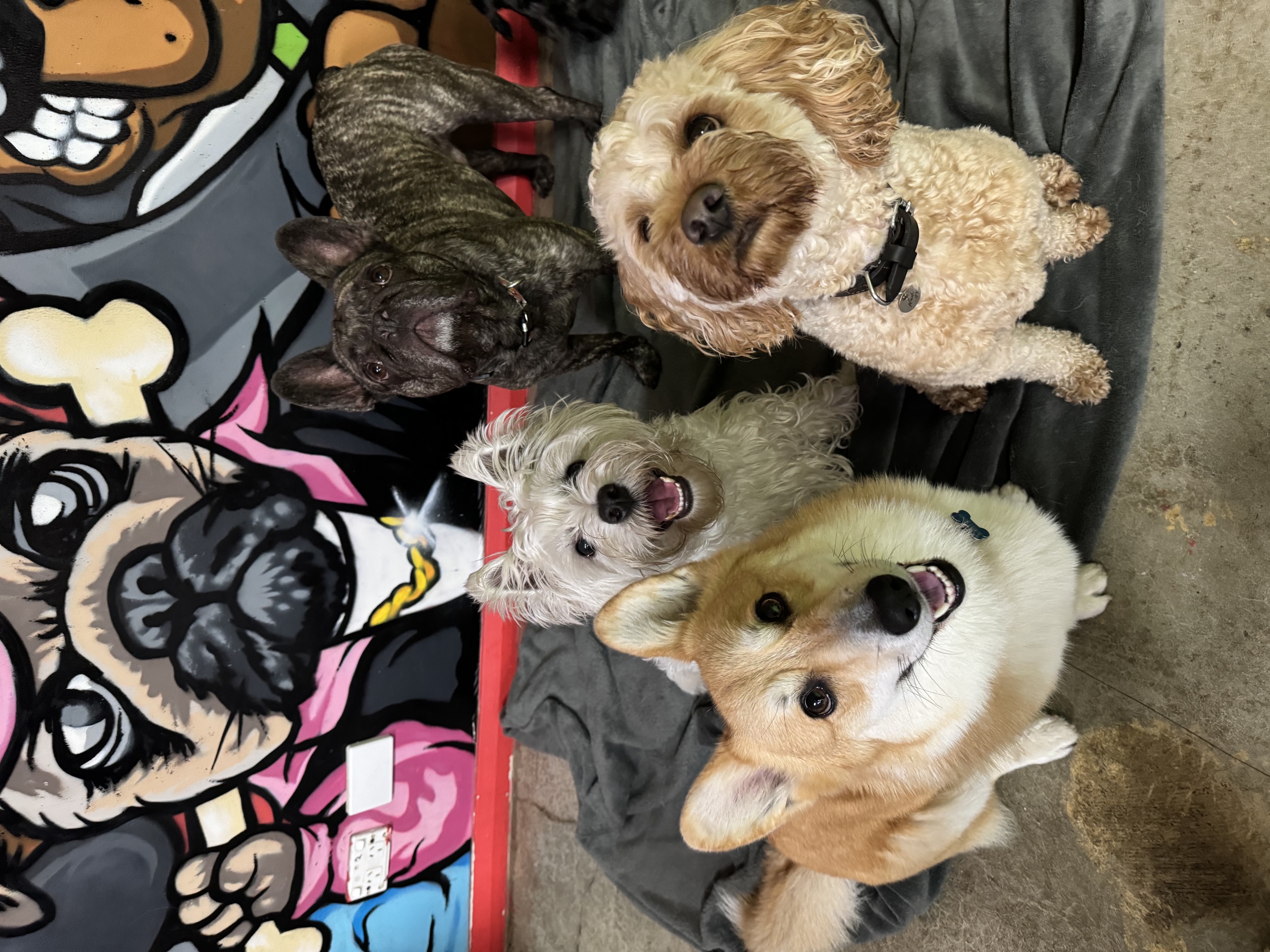 Dog Daycare Membership – Small & Medium Dogs (Under 25kg)