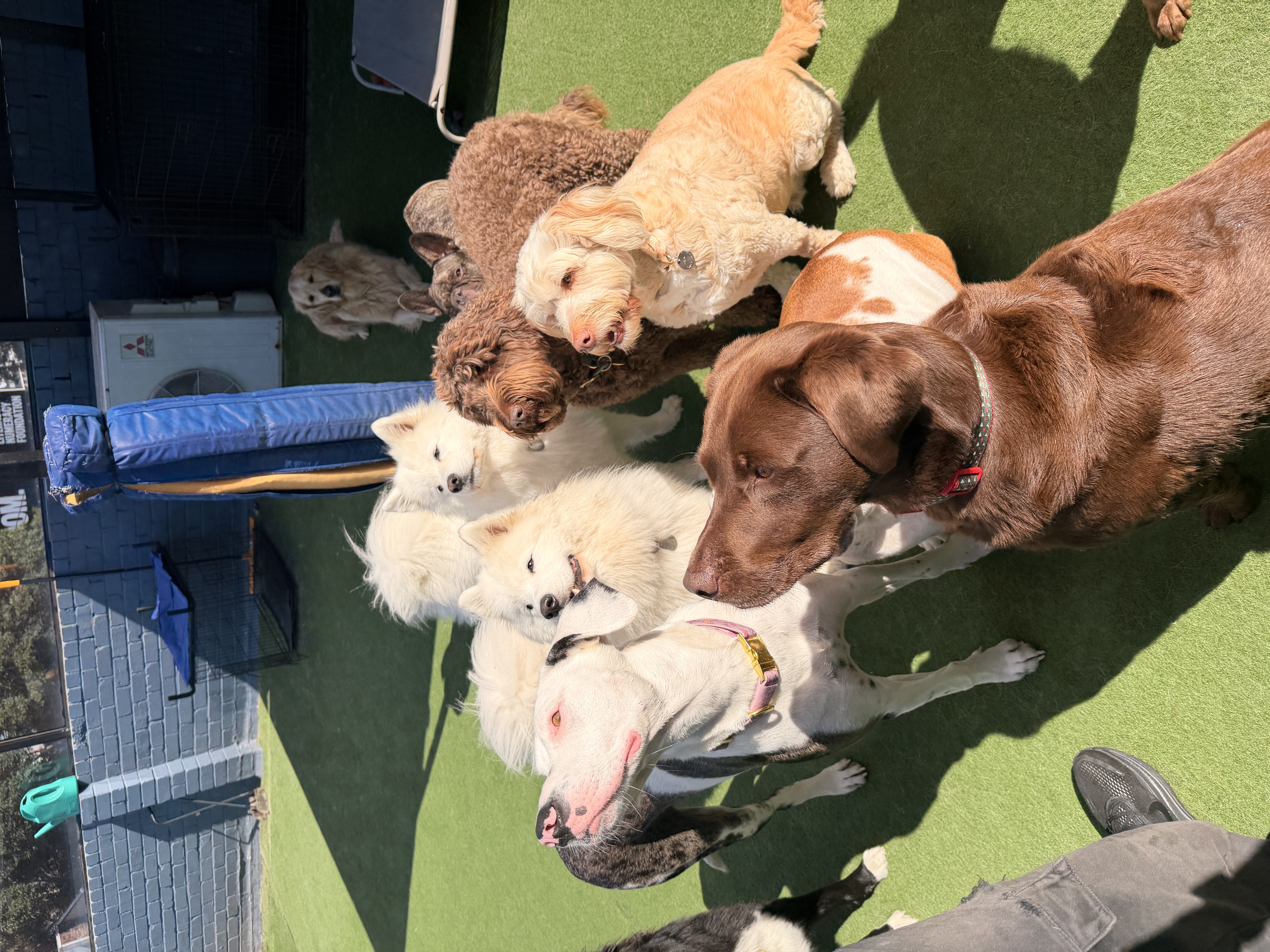 Dog Daycare Membership: Large/XL (25kg +)