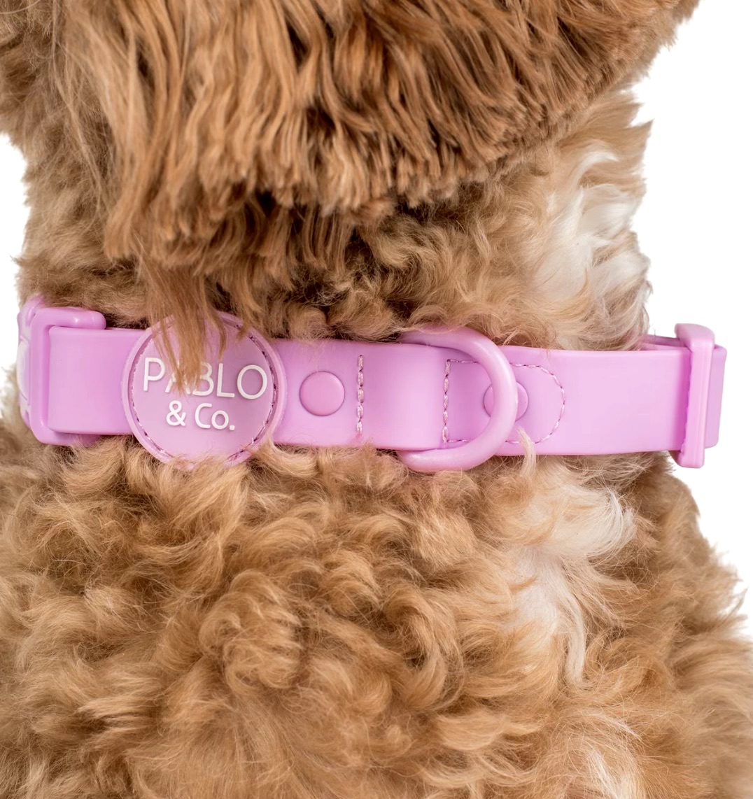 Lemonade: Waterproof Collar Size: L