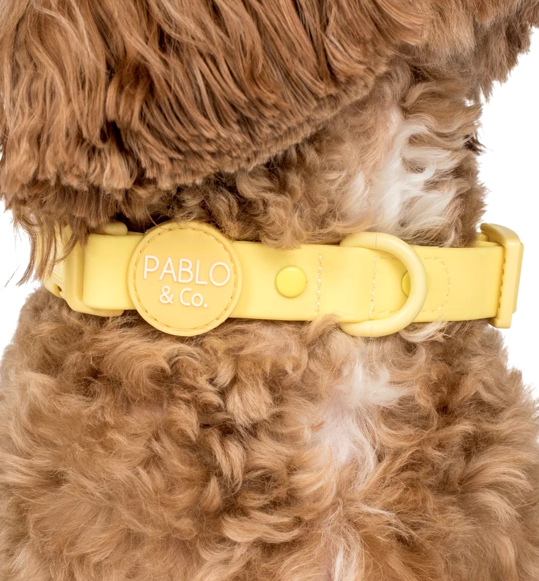 Lemonade: Waterproof Collar Size: XS
