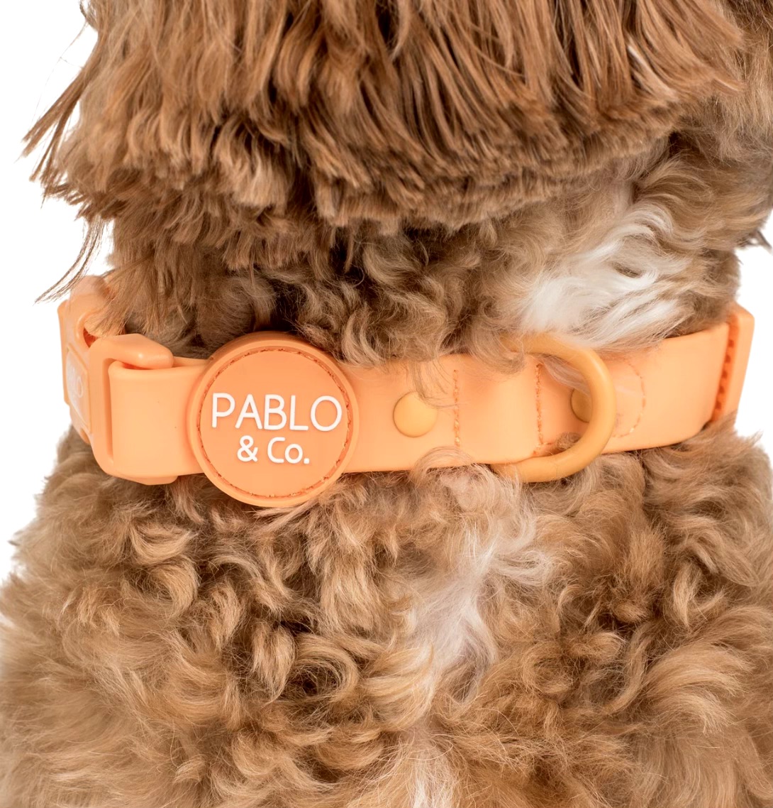Orange Sherbet: Waterproof Collar Size: L