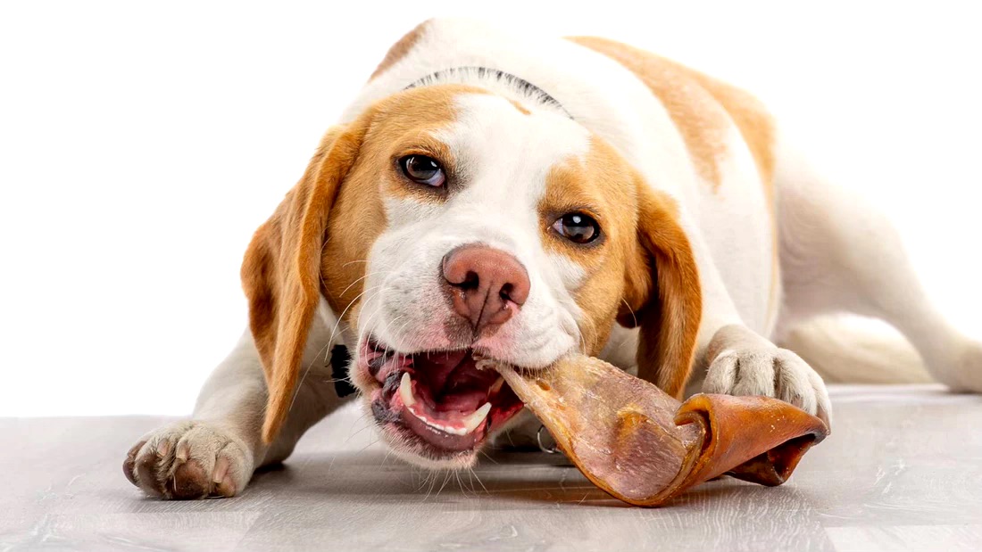 Pig Ear