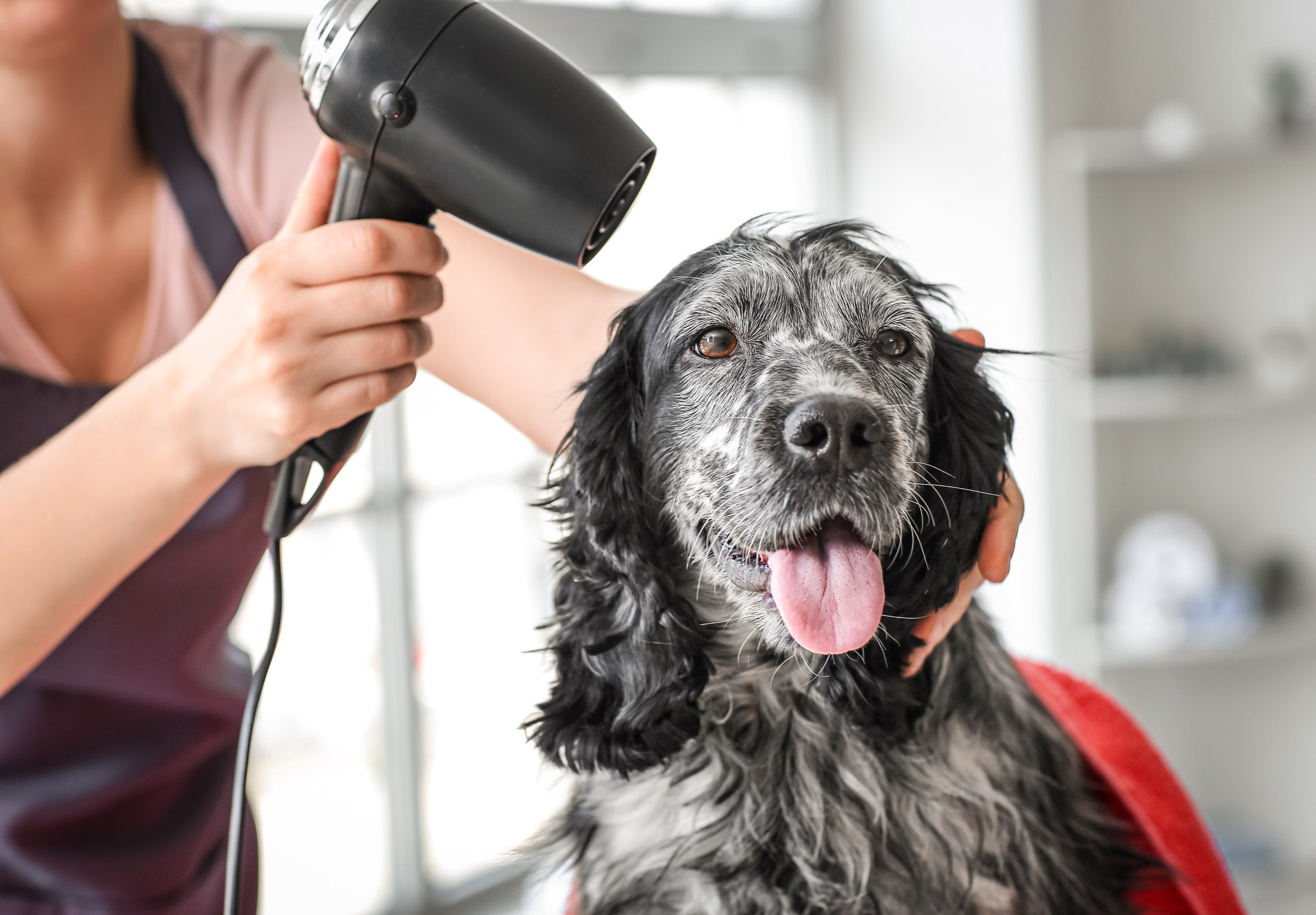 Tails of The Bay pet services